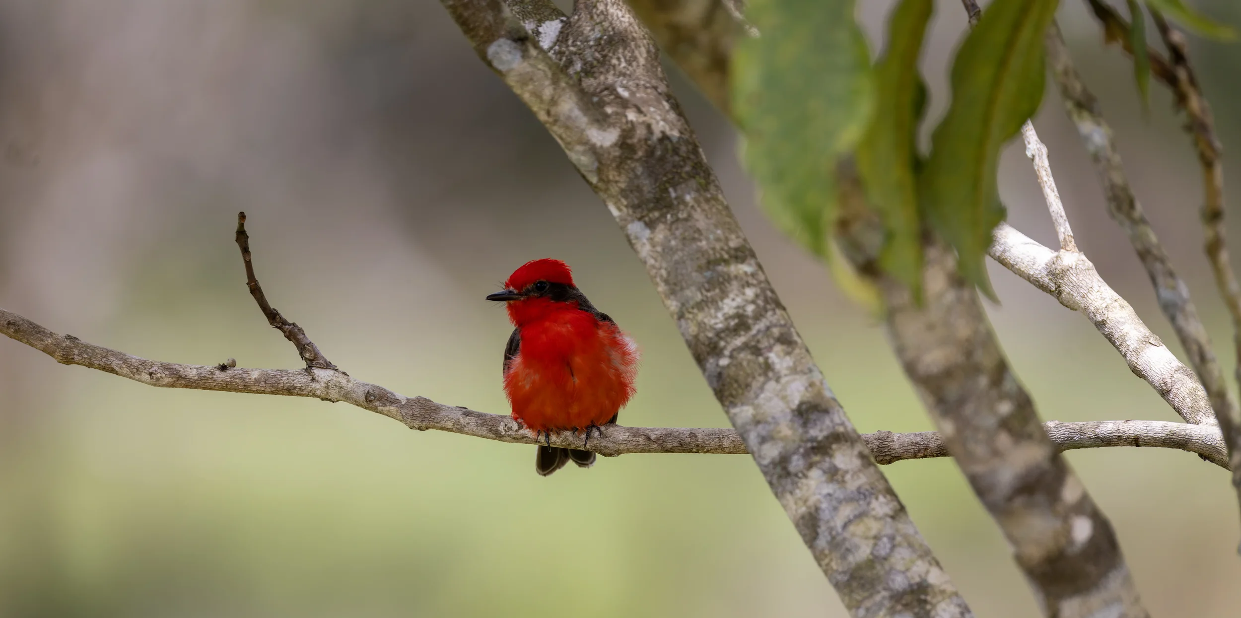 A red and black bird perched on a thin tree branch with blurred green foliage in the background.