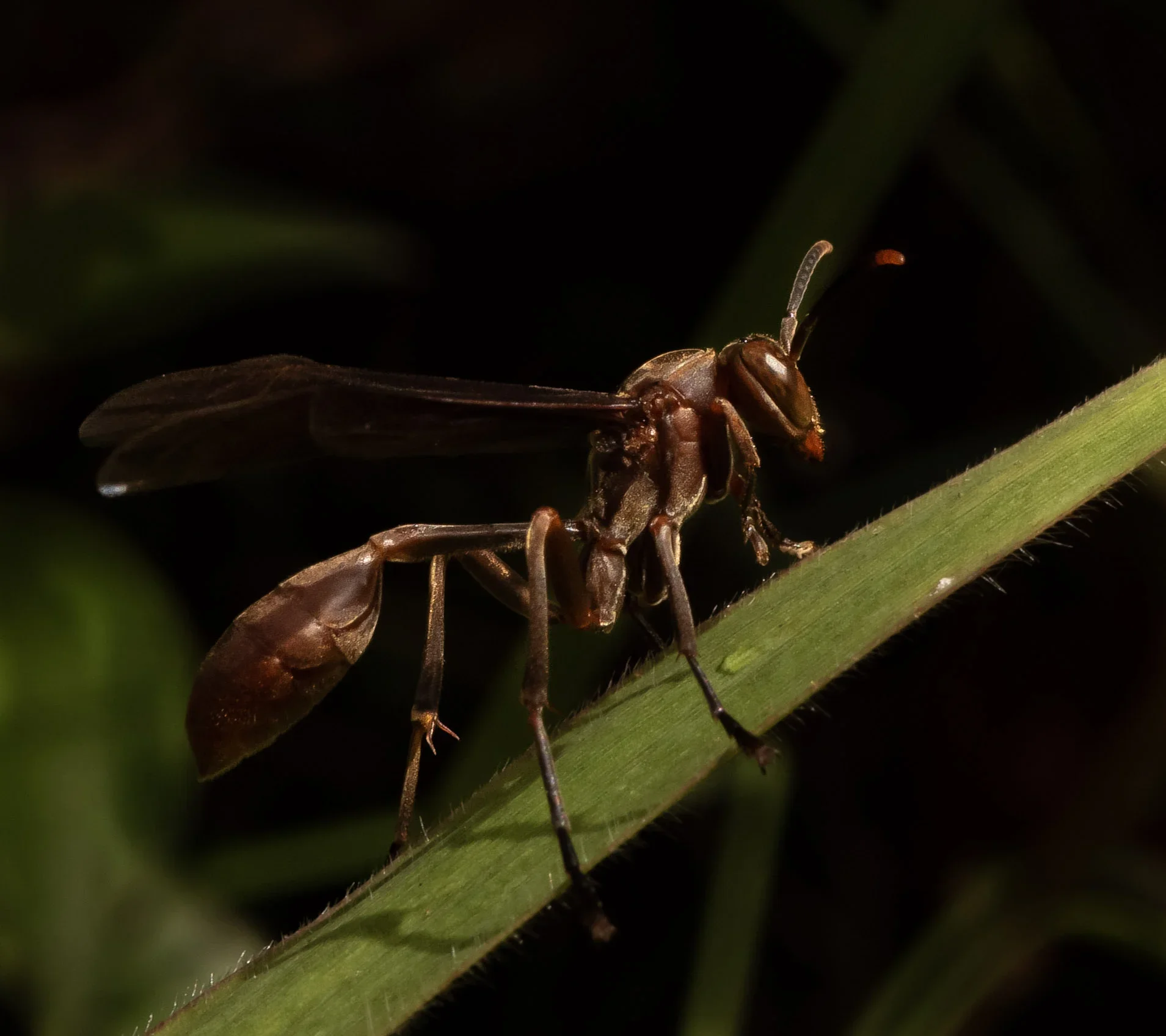 Close-up of a spider on a green plant stem.