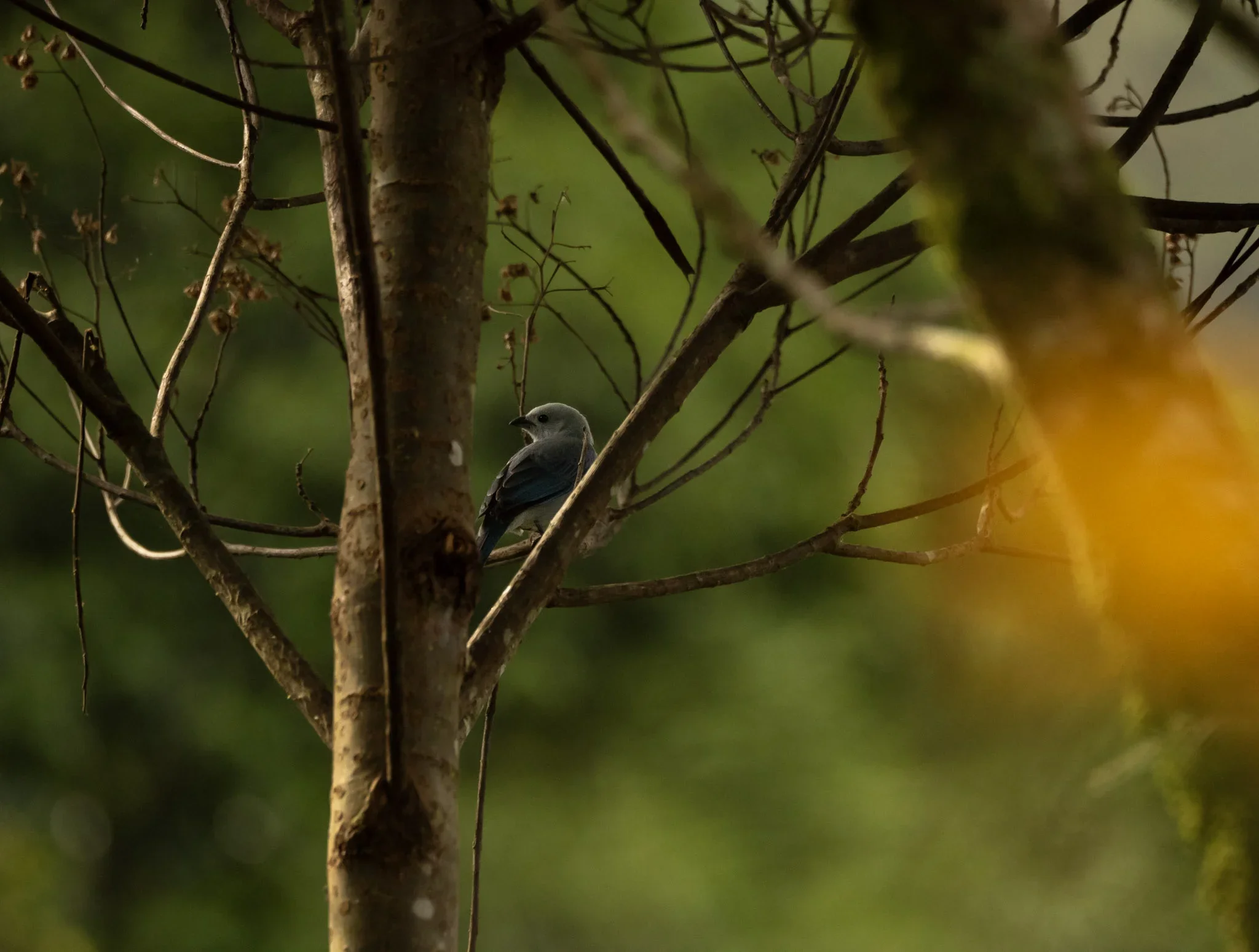 A small bird perched on a tree branch amidst leafless twigs, with a background of blurred green foliage.