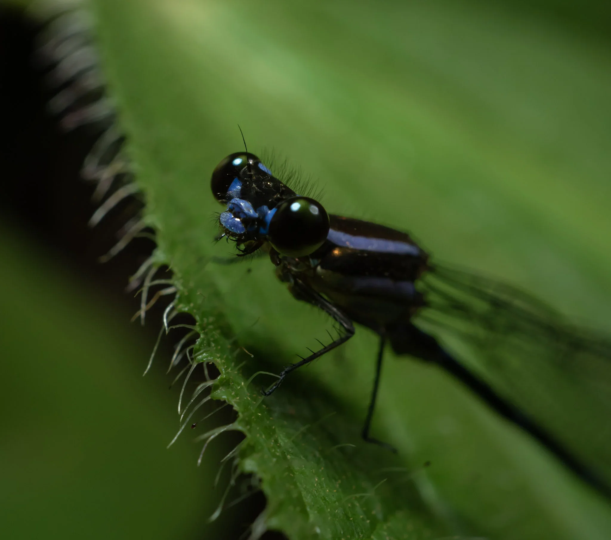 Close-up of a small black and blue insect on a green leaf with tiny white hairs and spines.