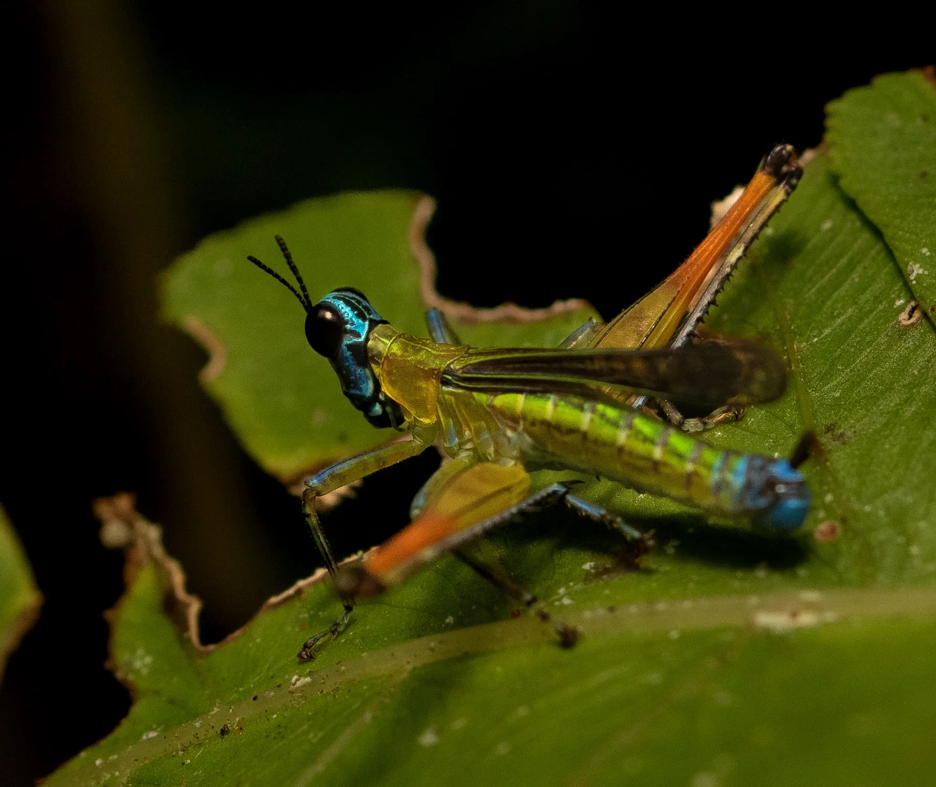 Close-up of a colorful insect on a green leaf, with a blurred dark background.