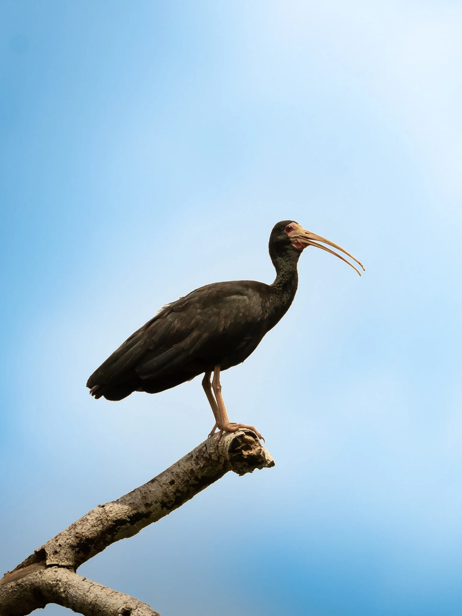 A black bird with a long, curved beak, perched on a tree branch against a blue sky.