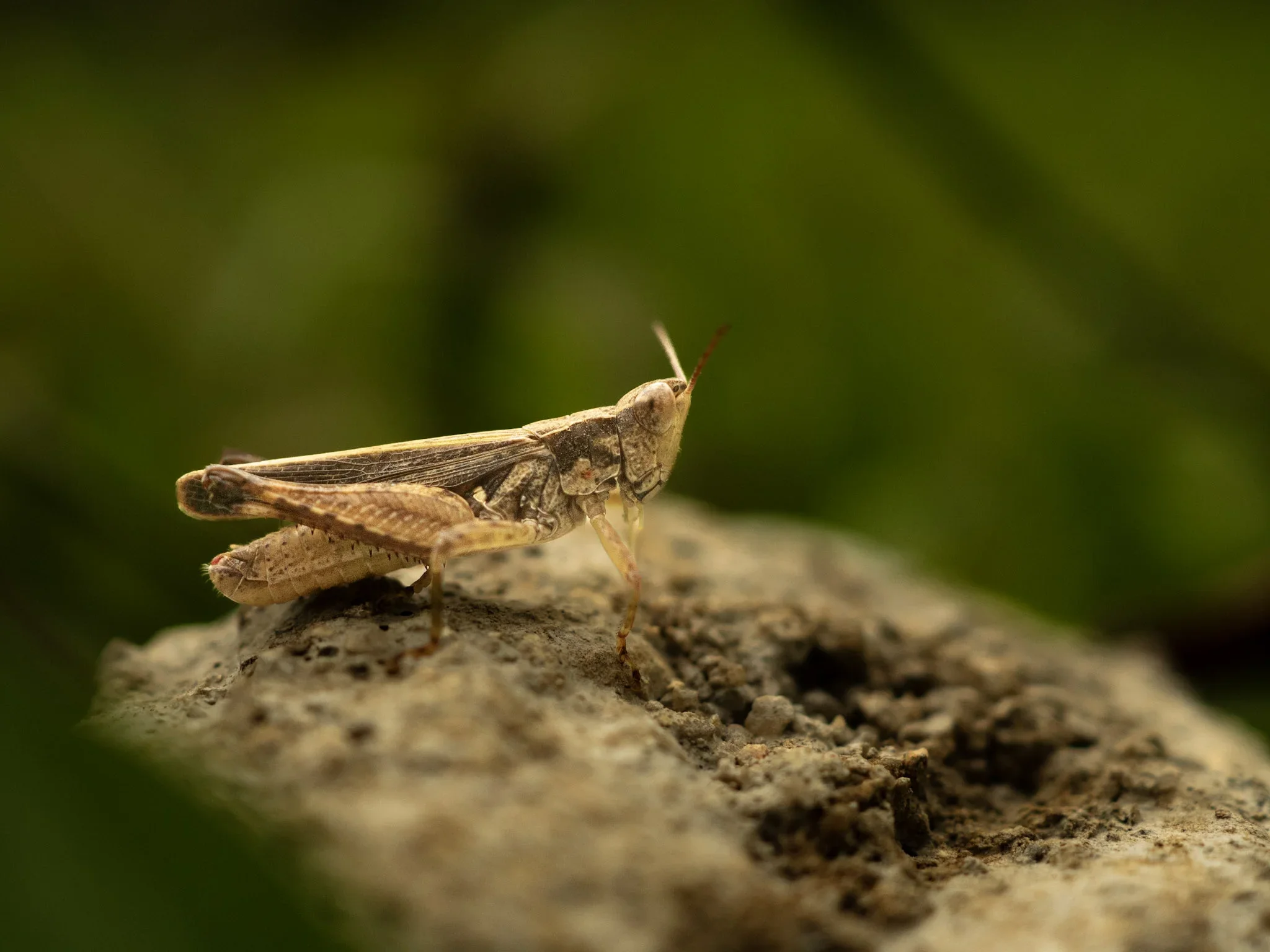 Close-up of a grasshopper resting on a rock with a blurred green background.