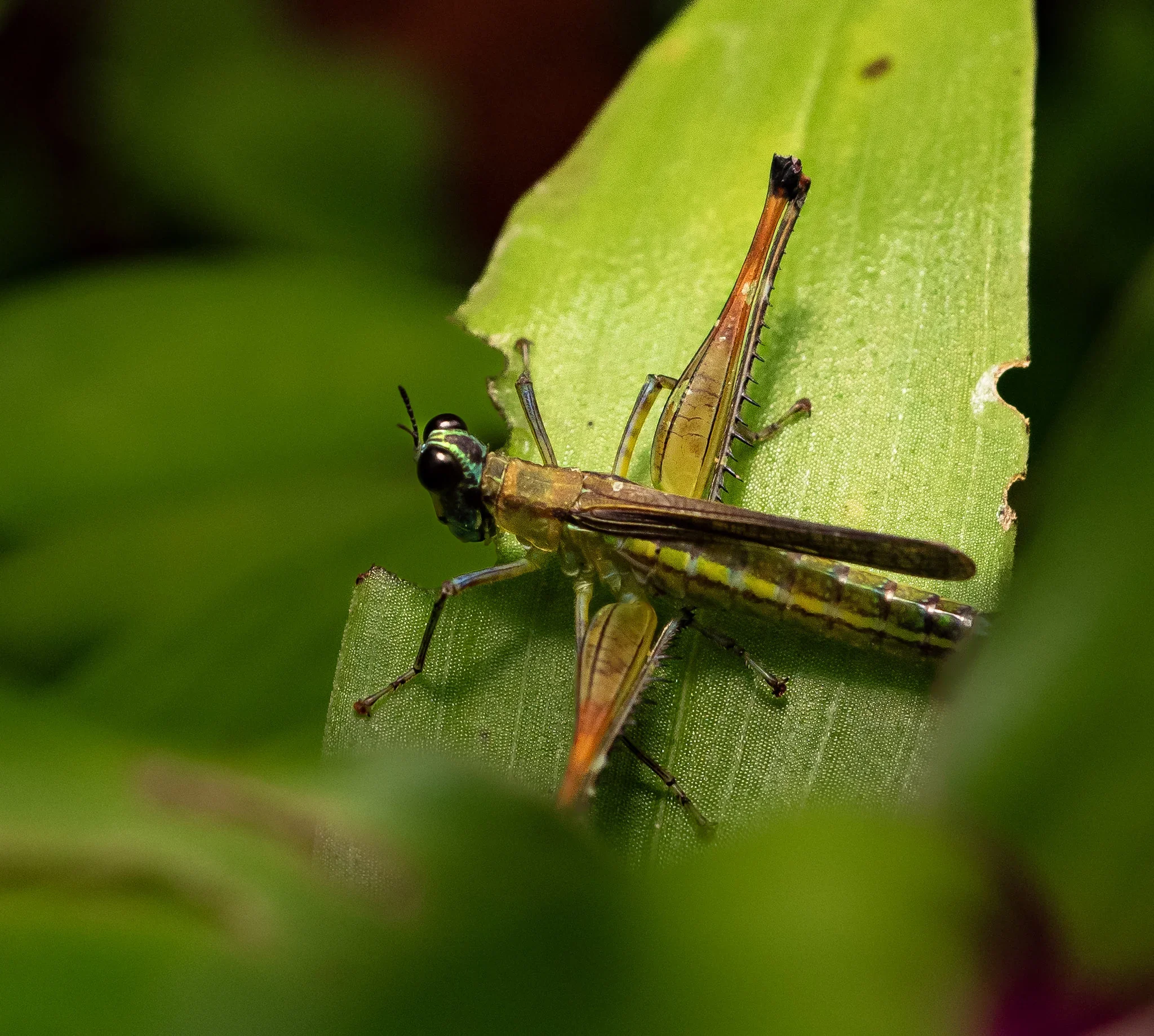 Close-up of a green and brown dragonfly perched on a green leaf.