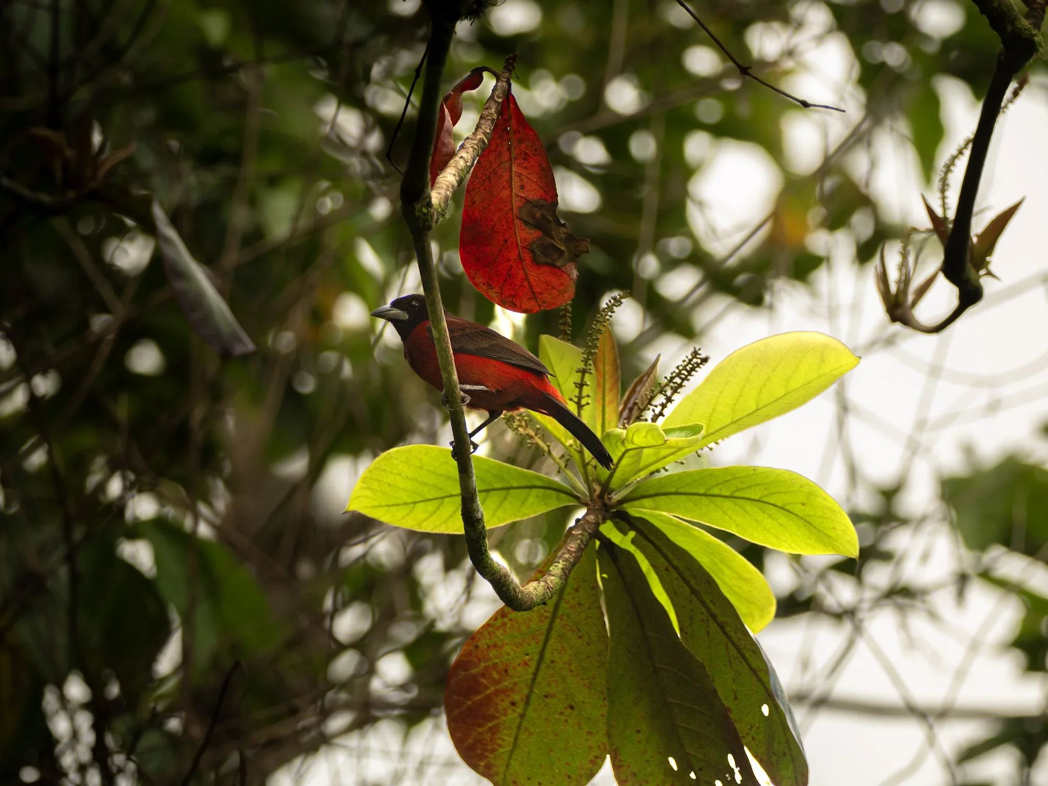 A bird with black and red feathers perched on a branch amid green and red leaves in a forest.
