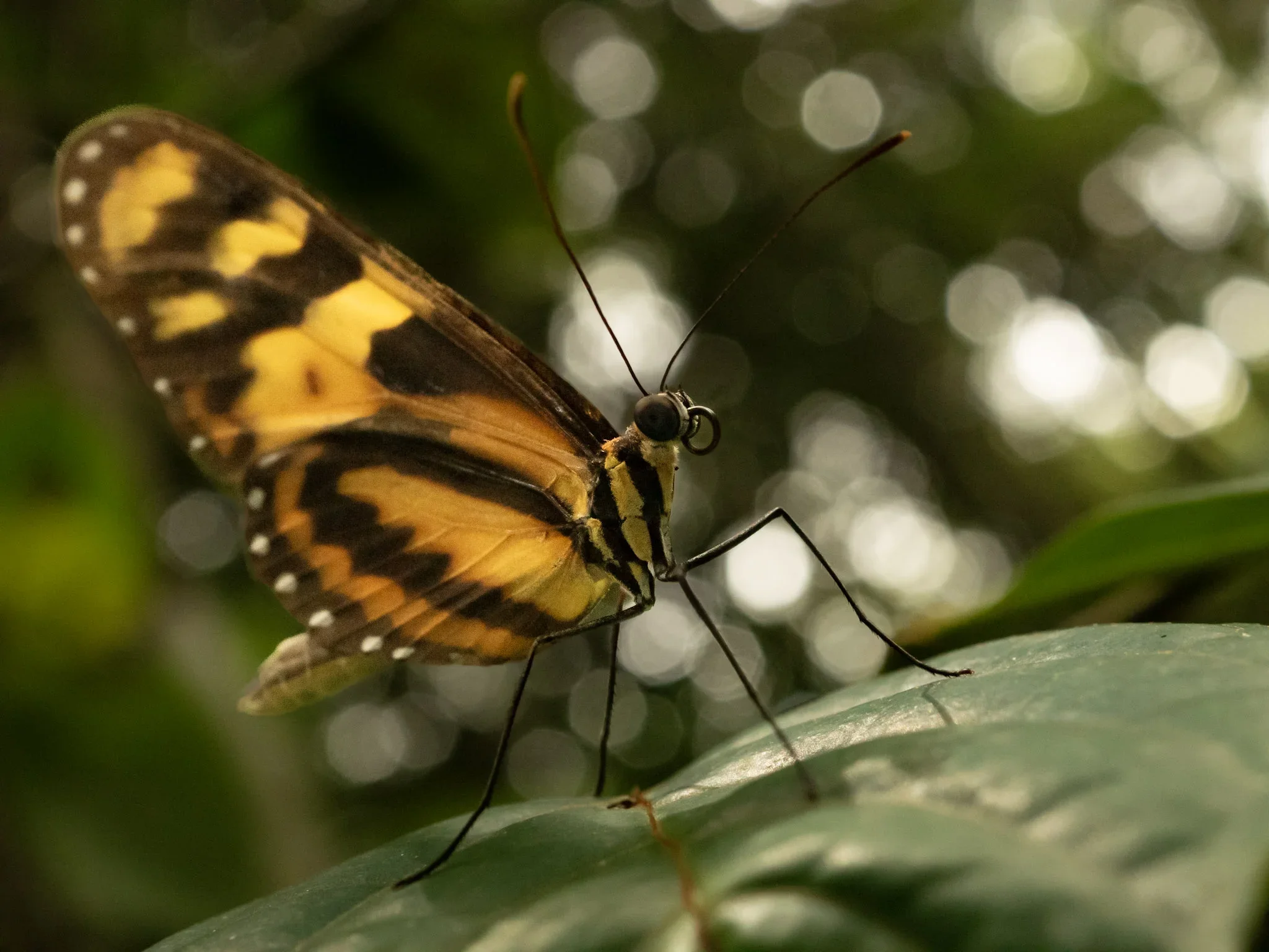 A close-up of a yellow and black butterfly perched on a green leaf, with a blurred background of foliage.
