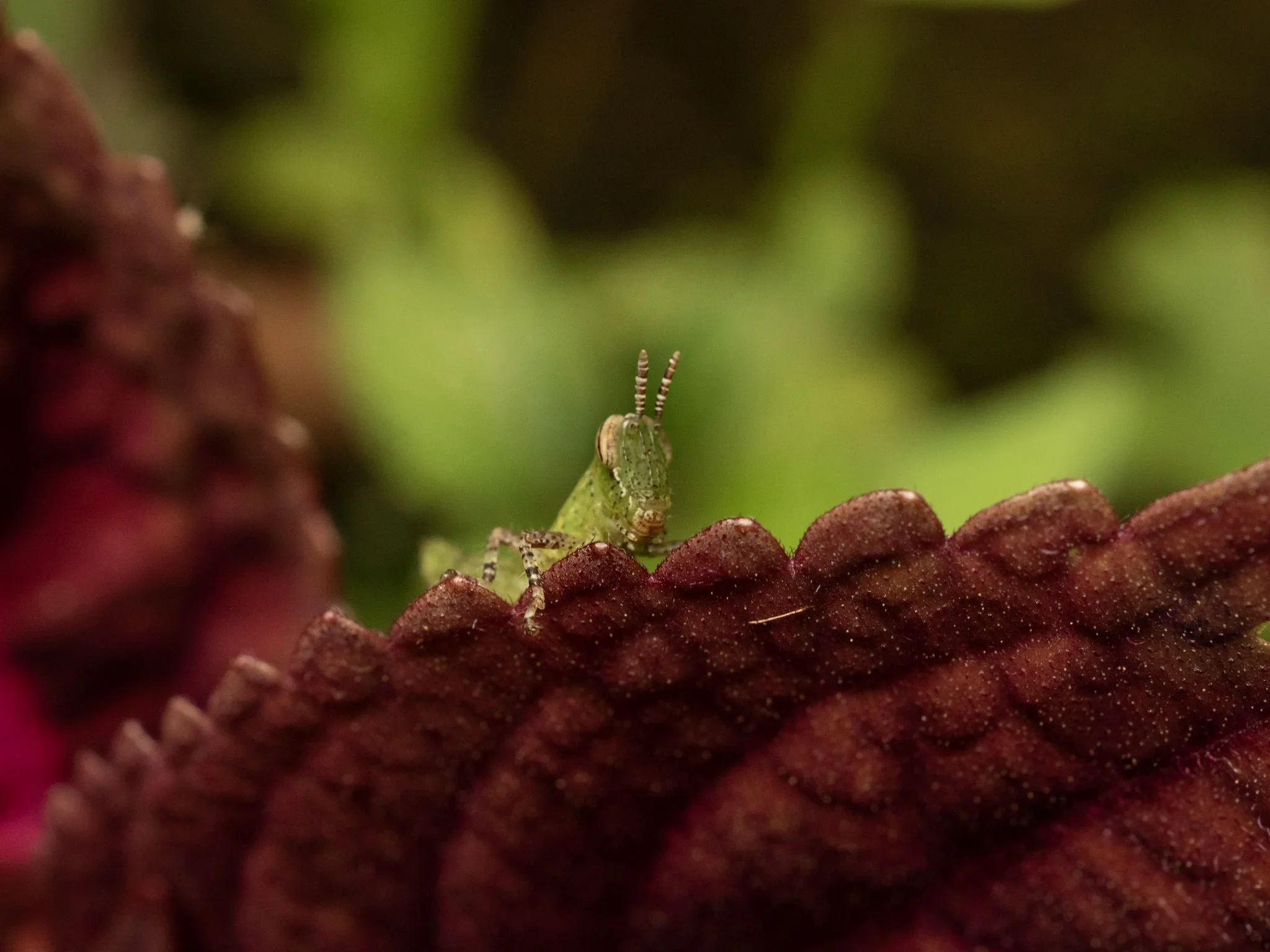 Close-up of a tiny green insect with striped antennae perched on a reddish-brown textured plant surface.