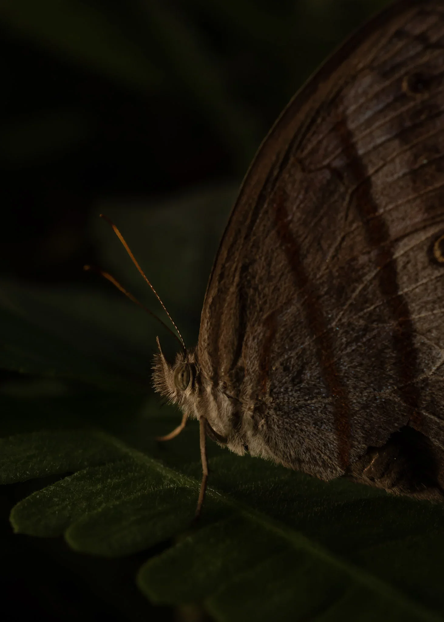Close-up of a butterfly resting on a green leaf in a dark setting.