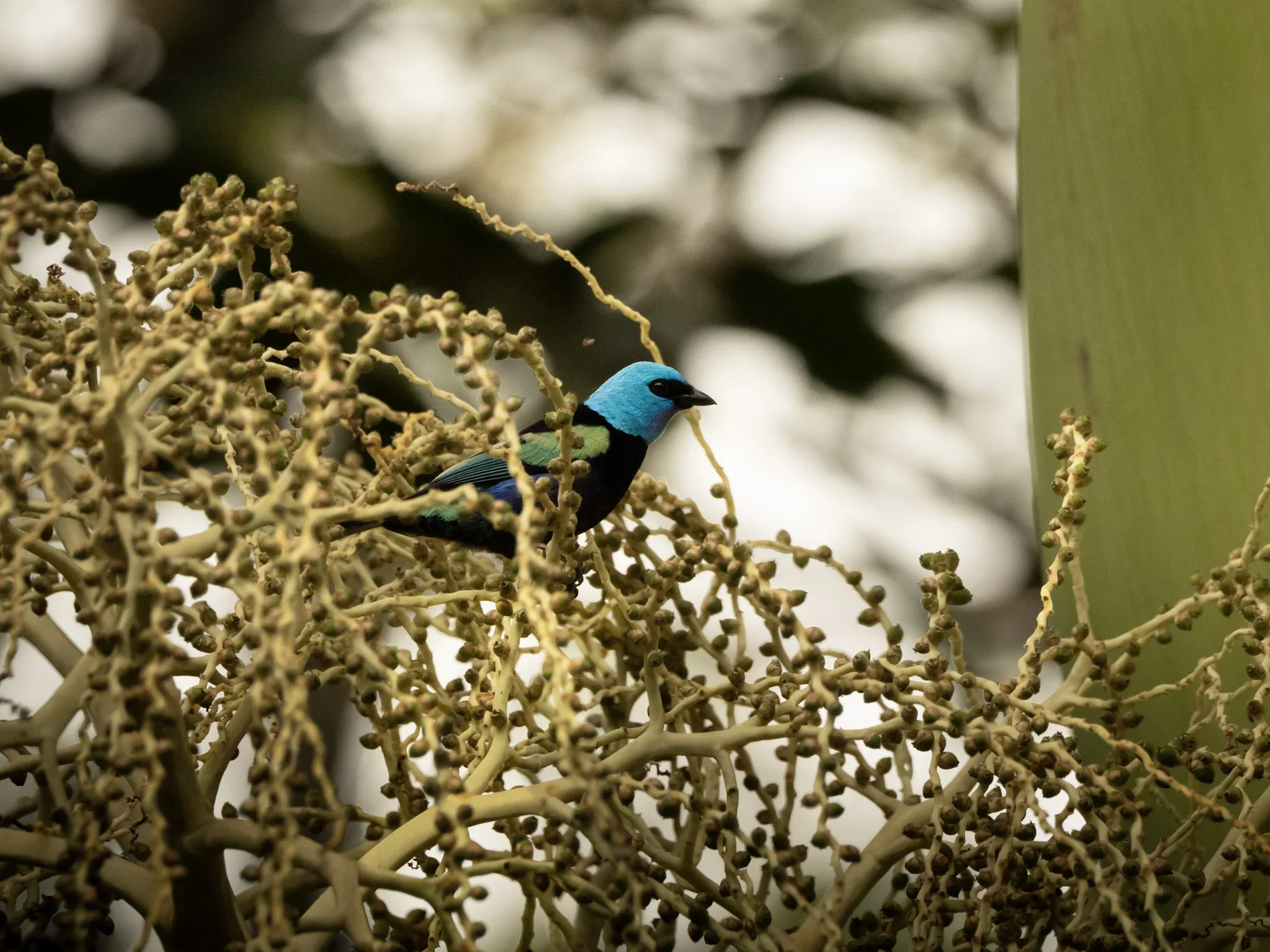 Bright blue and black bird perched on a tangle of desert-like plants with a blurred background.