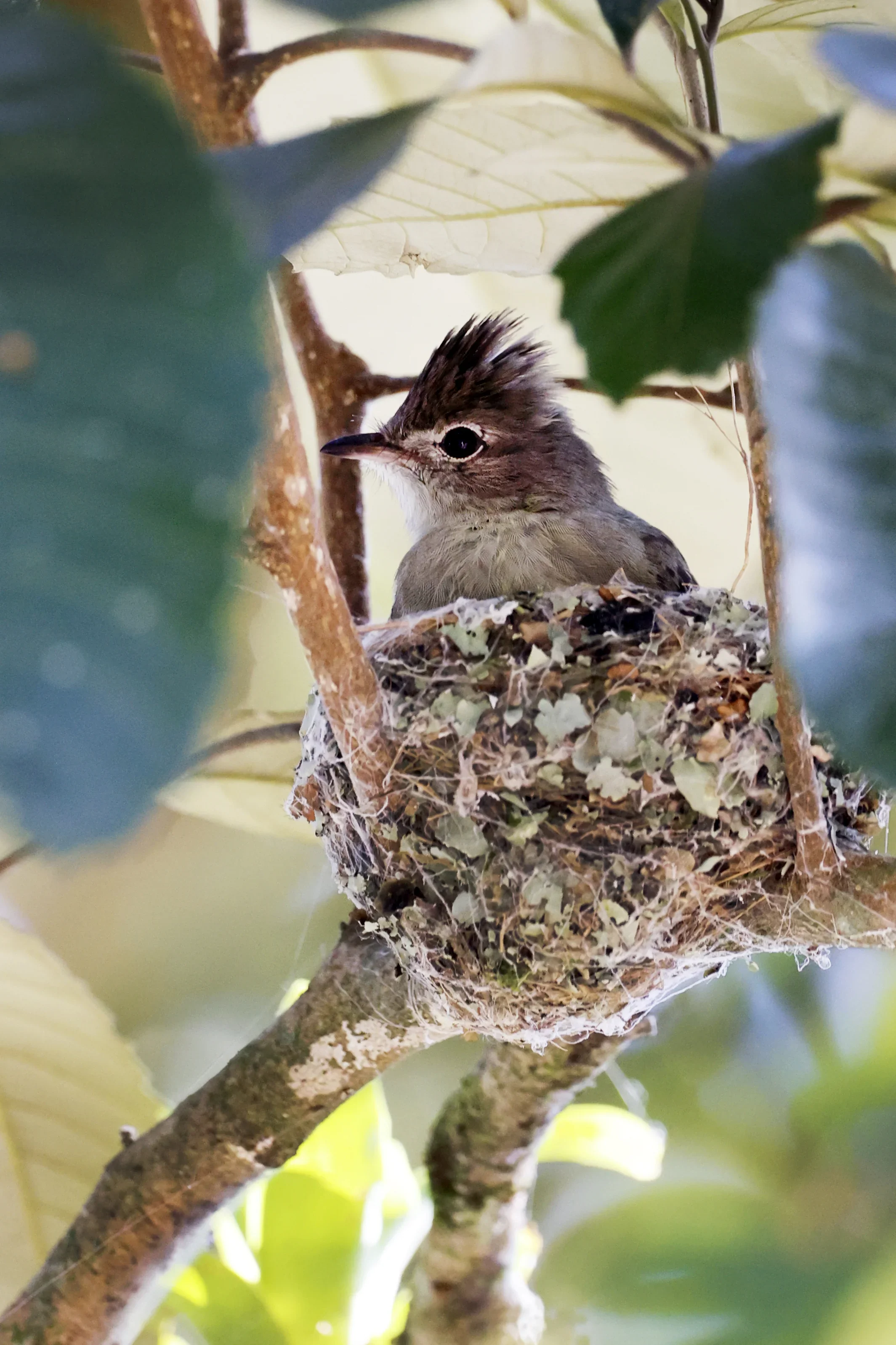 A young bird with a crest on its head, sitting in a nest among tree branches and leaves.