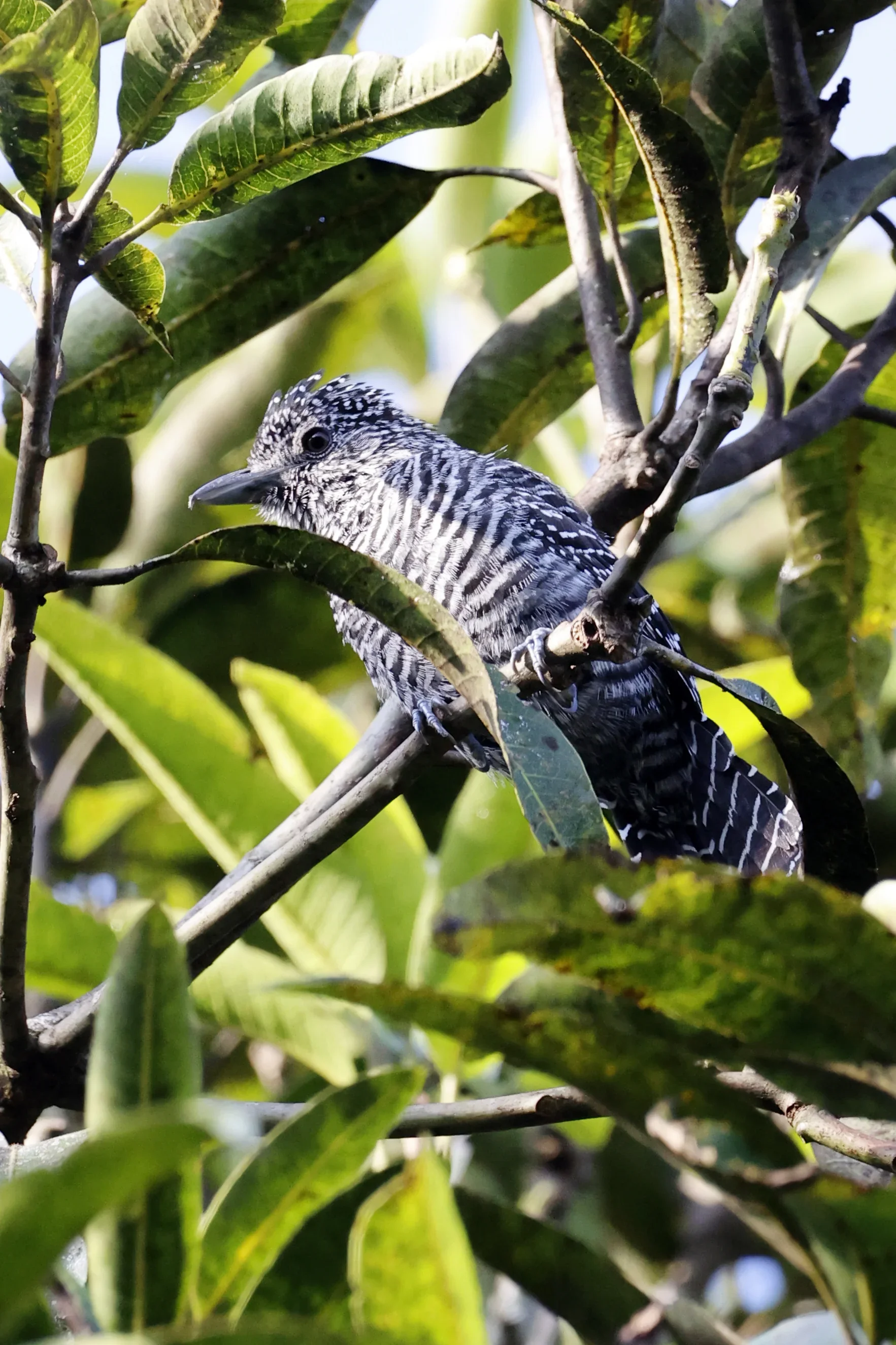 A black and white bird with a crest perched on a branch among green leaves.