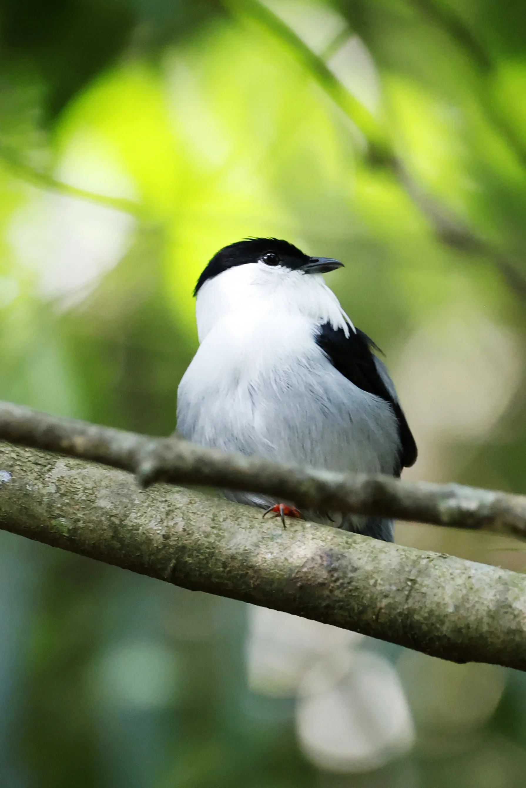 A black and white bird perched on a tree branch in a lush green forest.