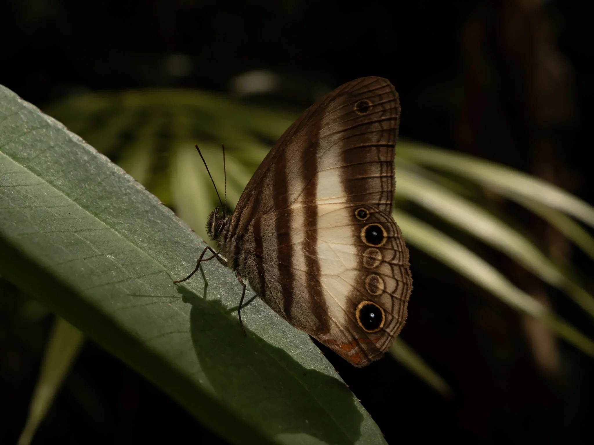 A butterfly with brown and white wings and eye spots resting on a green leaf.