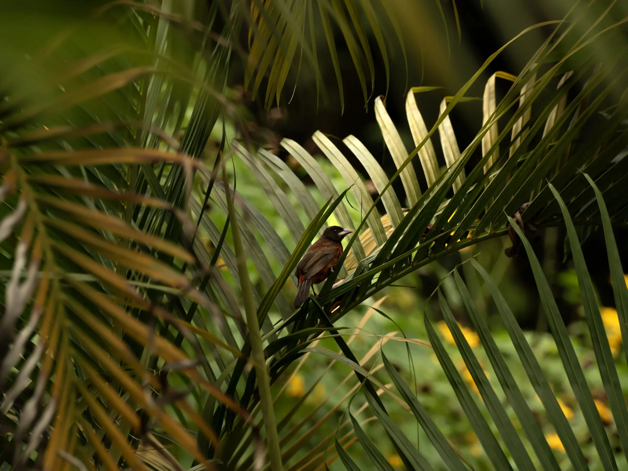 A small bird perched on a green palm frond amidst dense tropical foliage.