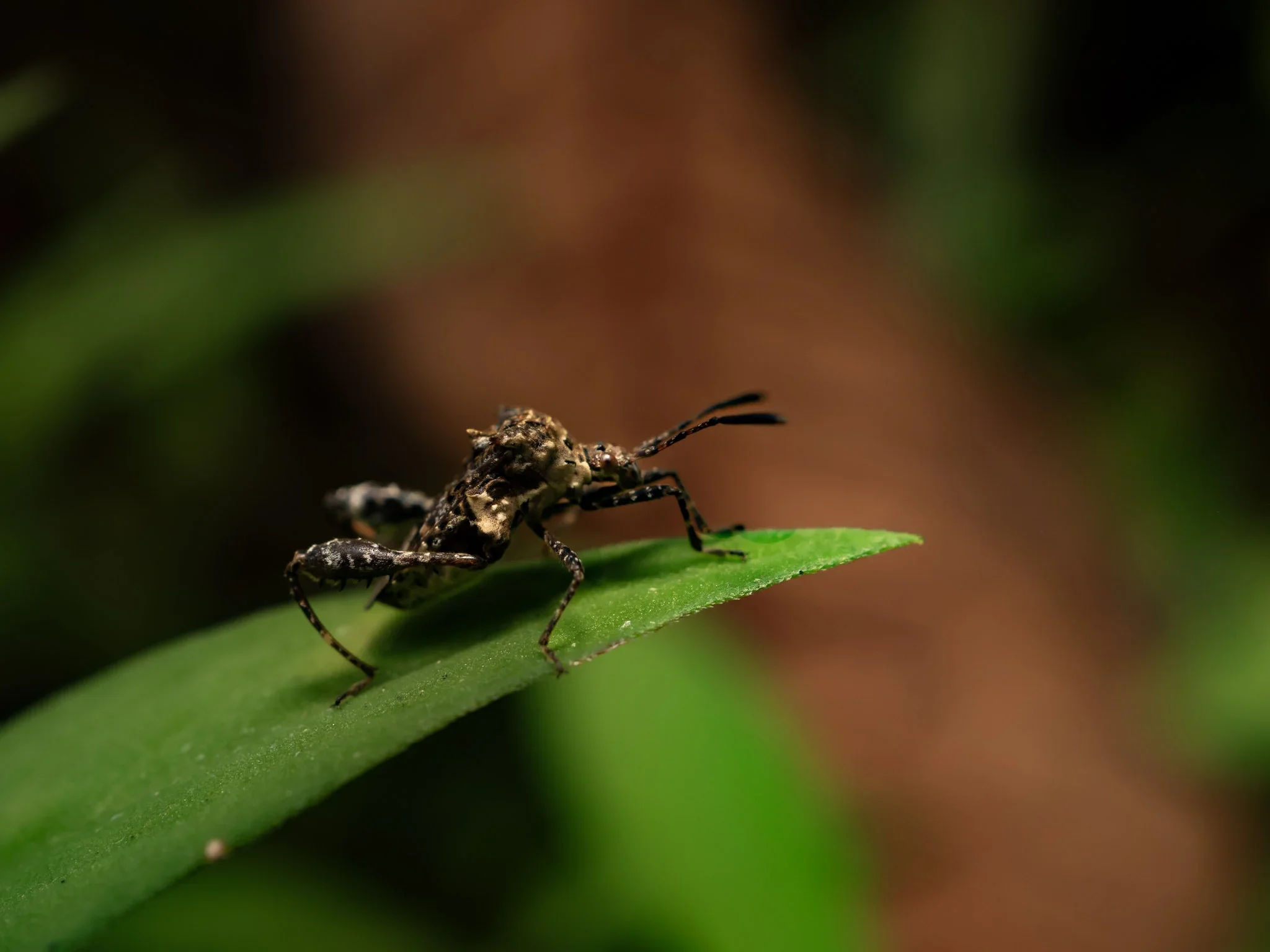 Close-up of a small insect on a green leaf with blurred natural background.