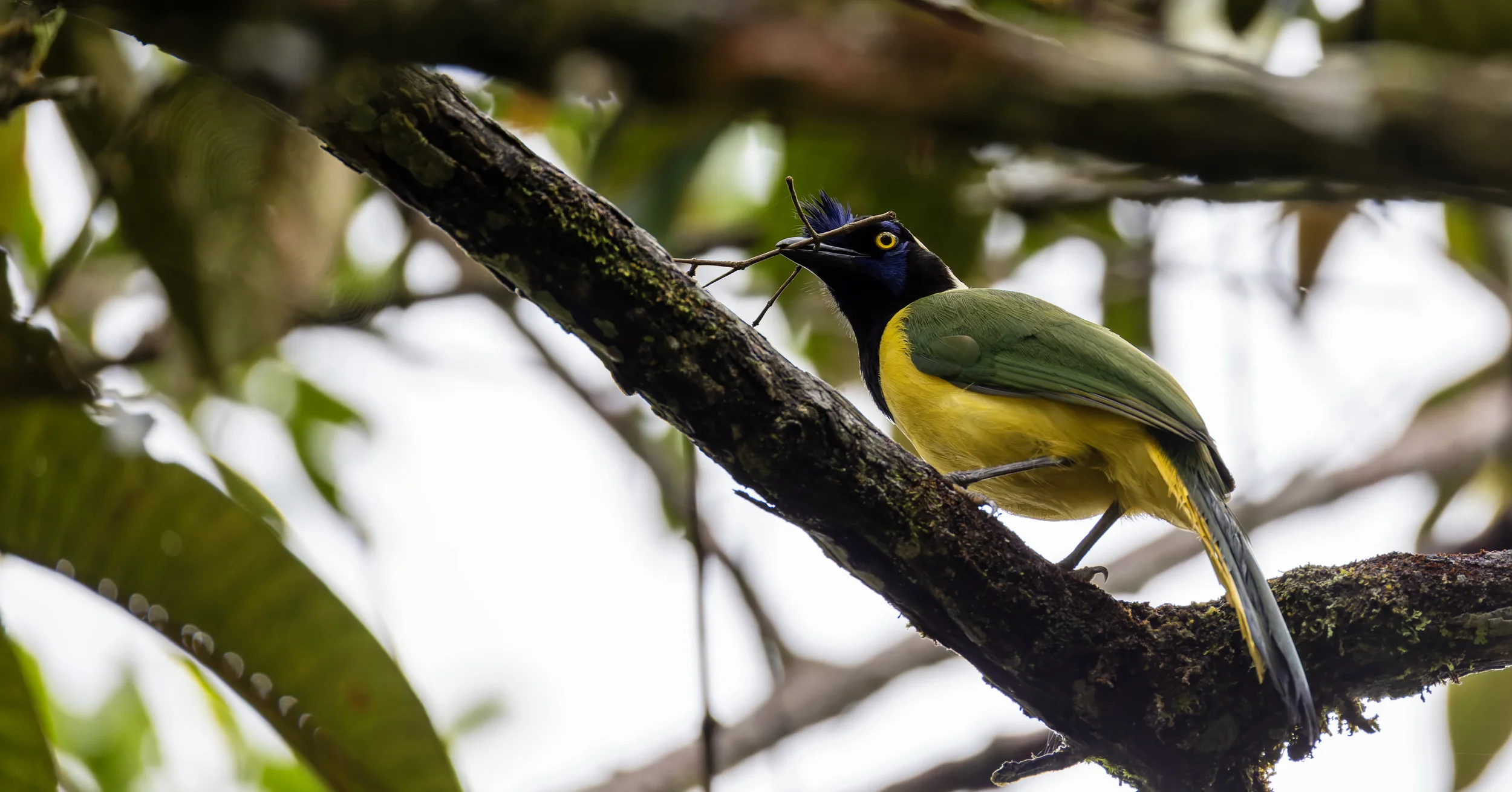 A colorful bird perched on a tree branch, holding a twig in its beak, with a forest background.