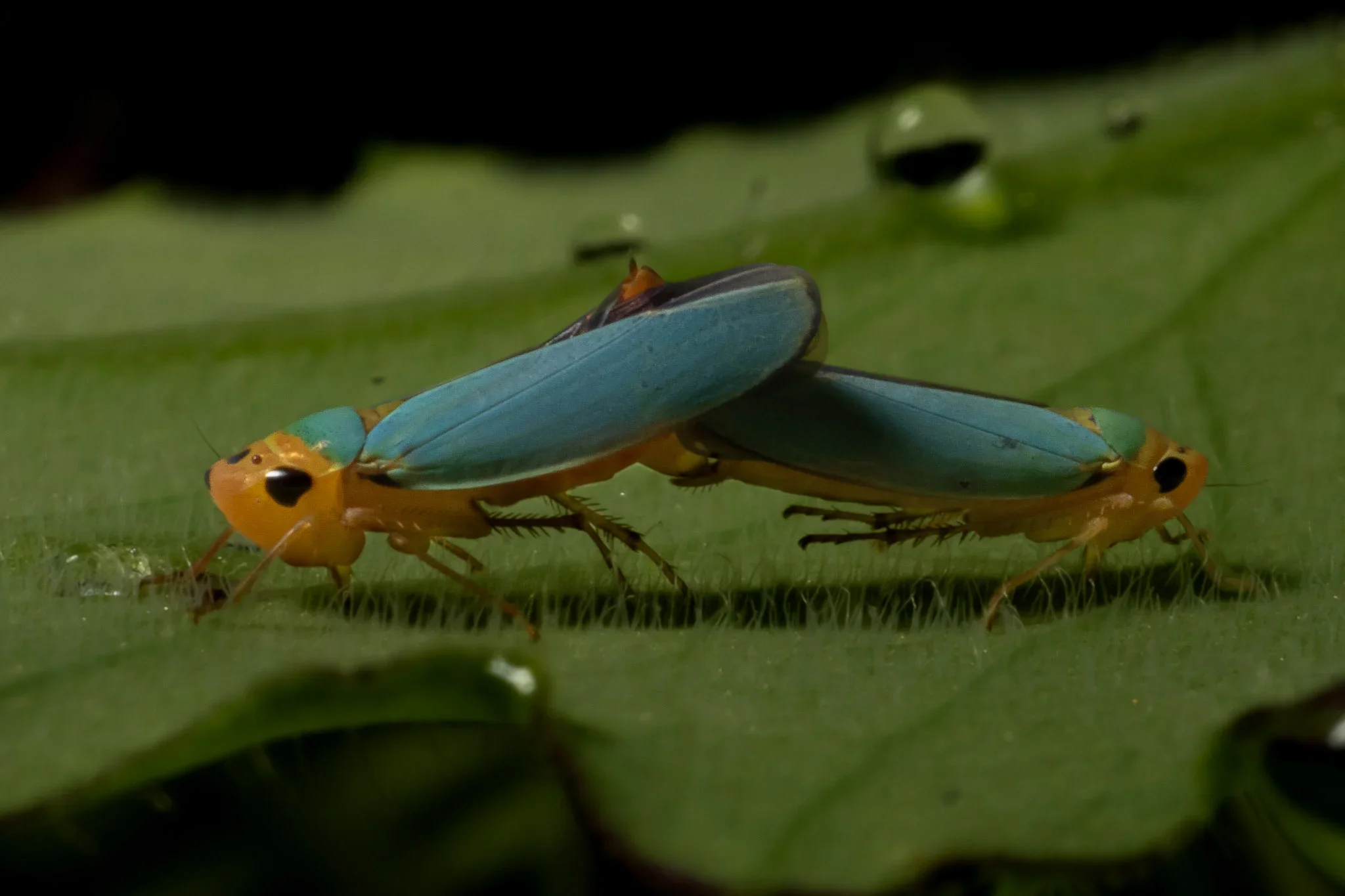 Close-up of two small, colorful insects with yellow and teal bodies on a green leaf, mating or engaging in a social behavior.