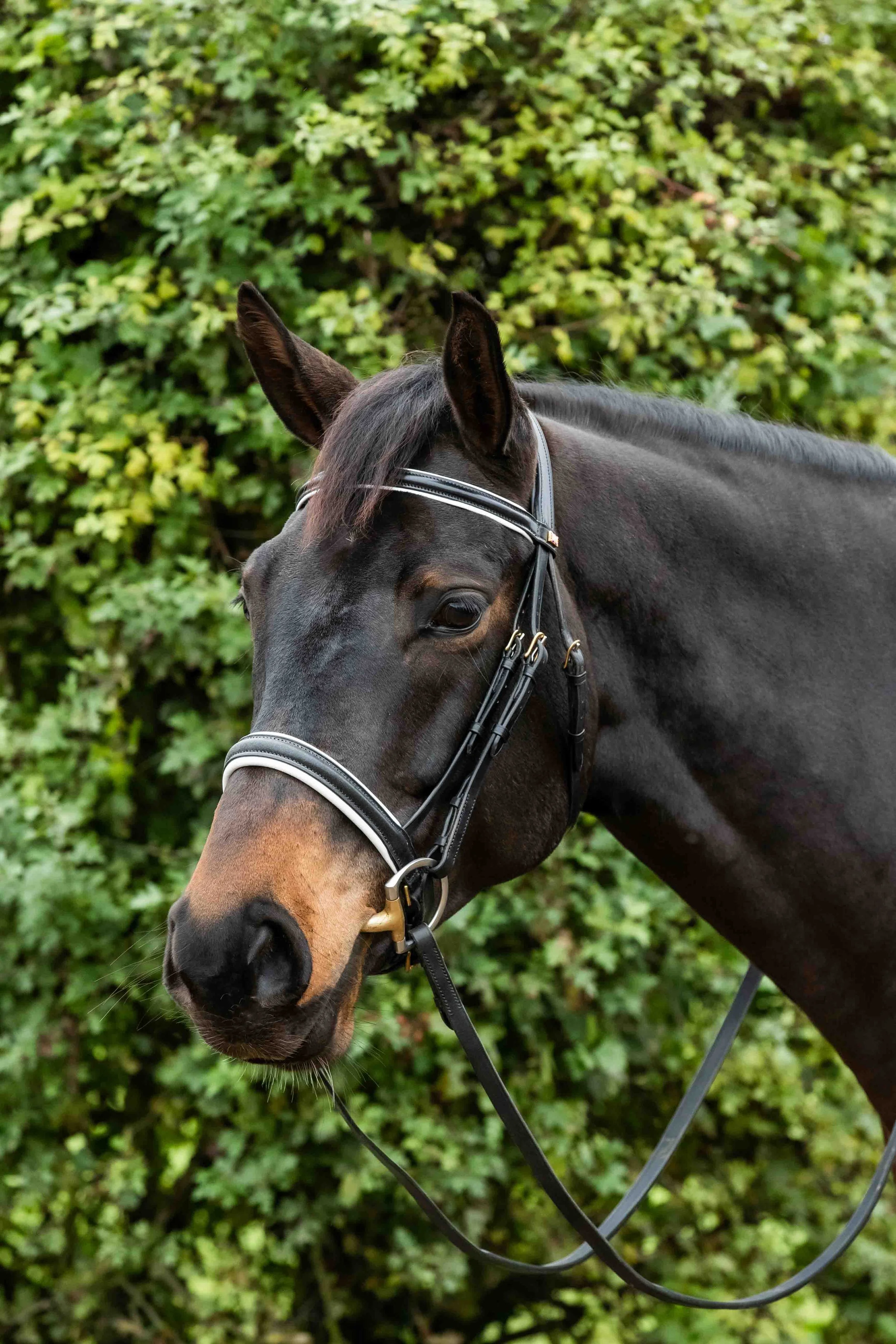 White Lined CAV bridle.jpg