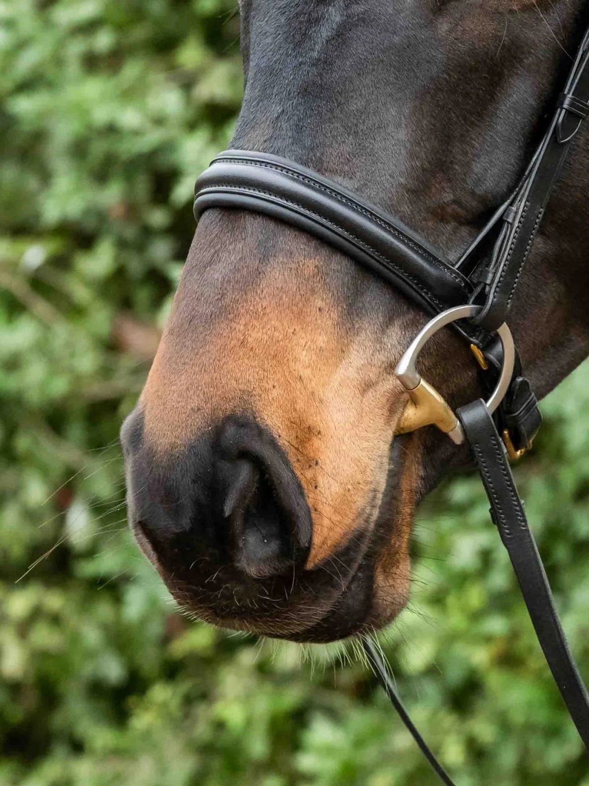 Padded Leather lined pull-back Cavesson Noseband
