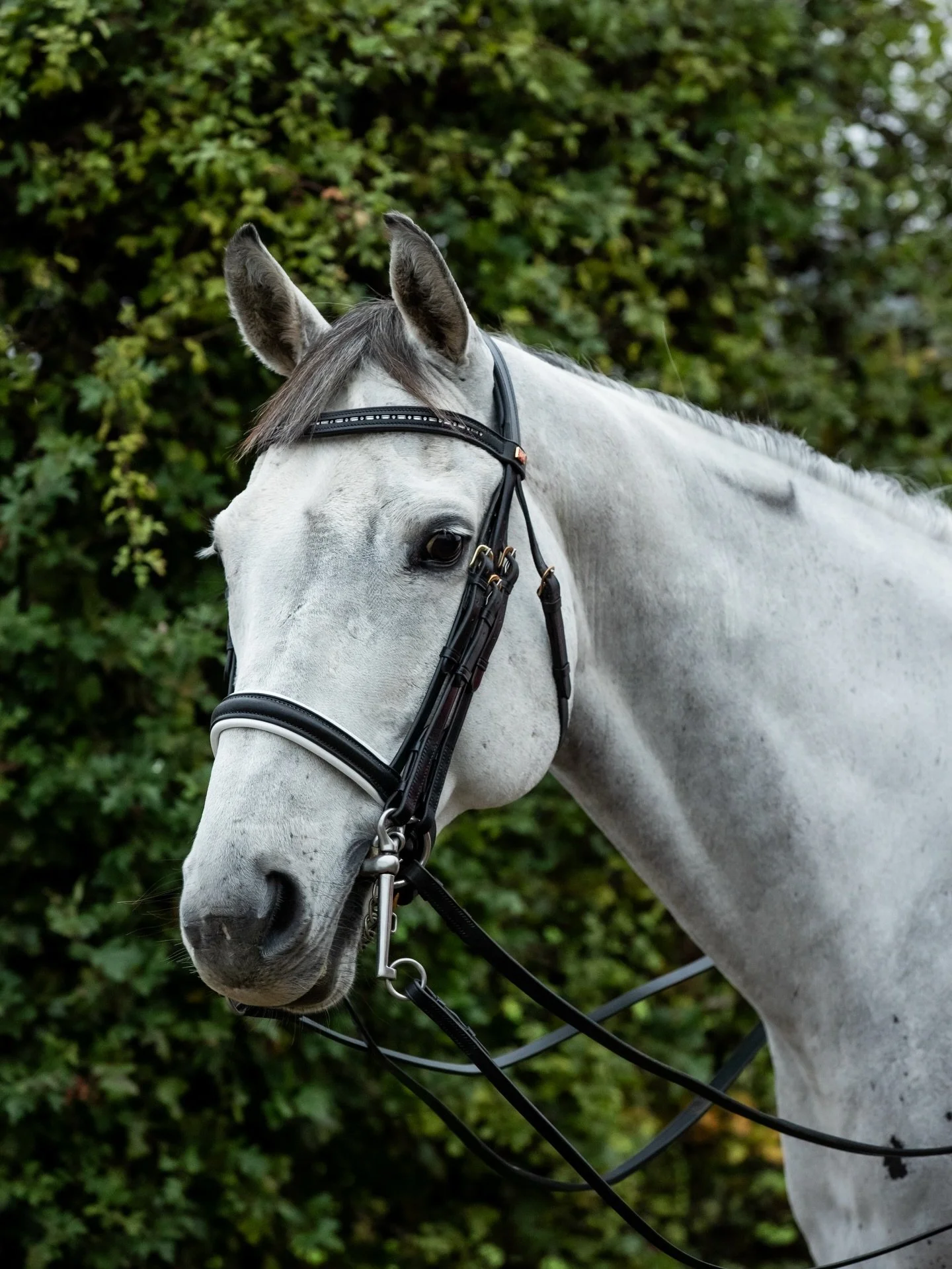Our white lined double bridle is a refined, stylish option for your horse. Upgrade with a crystal browband (as per photo) or keep it as standard with the matching white lined browband and noseband.

Available to purchase via our website as part of ou