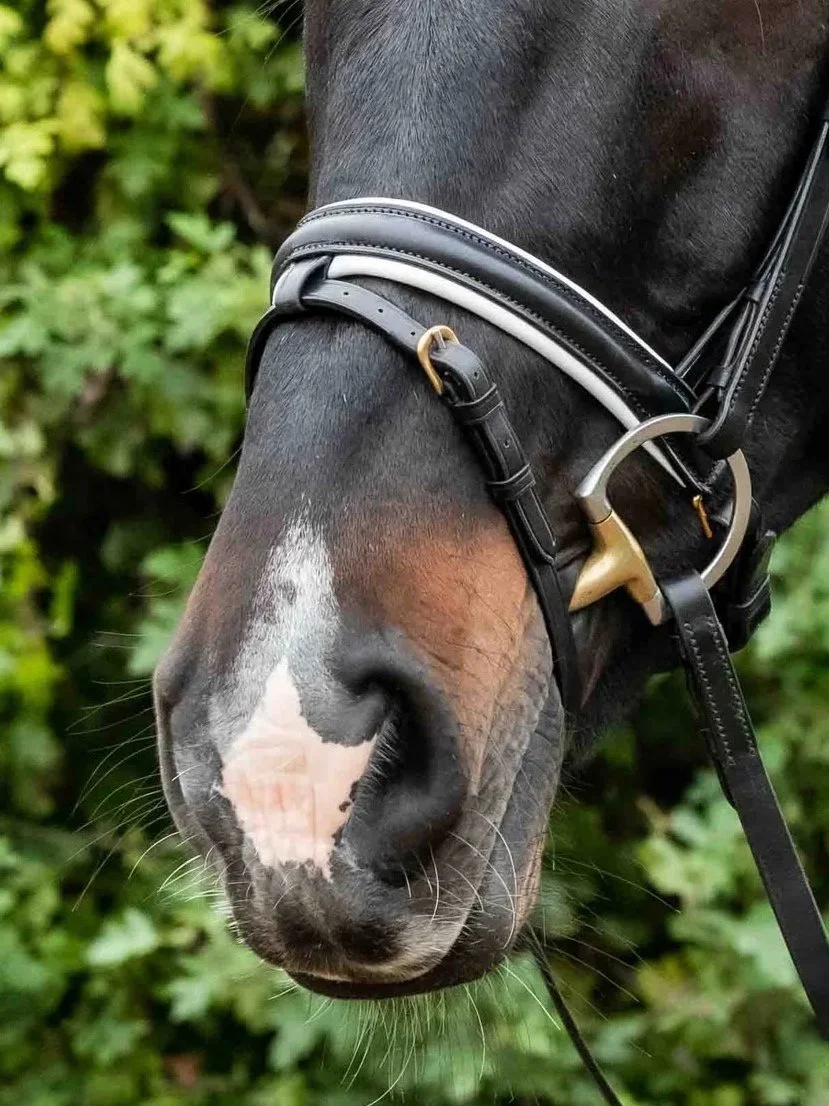 White lined pull-back Flash Noseband
