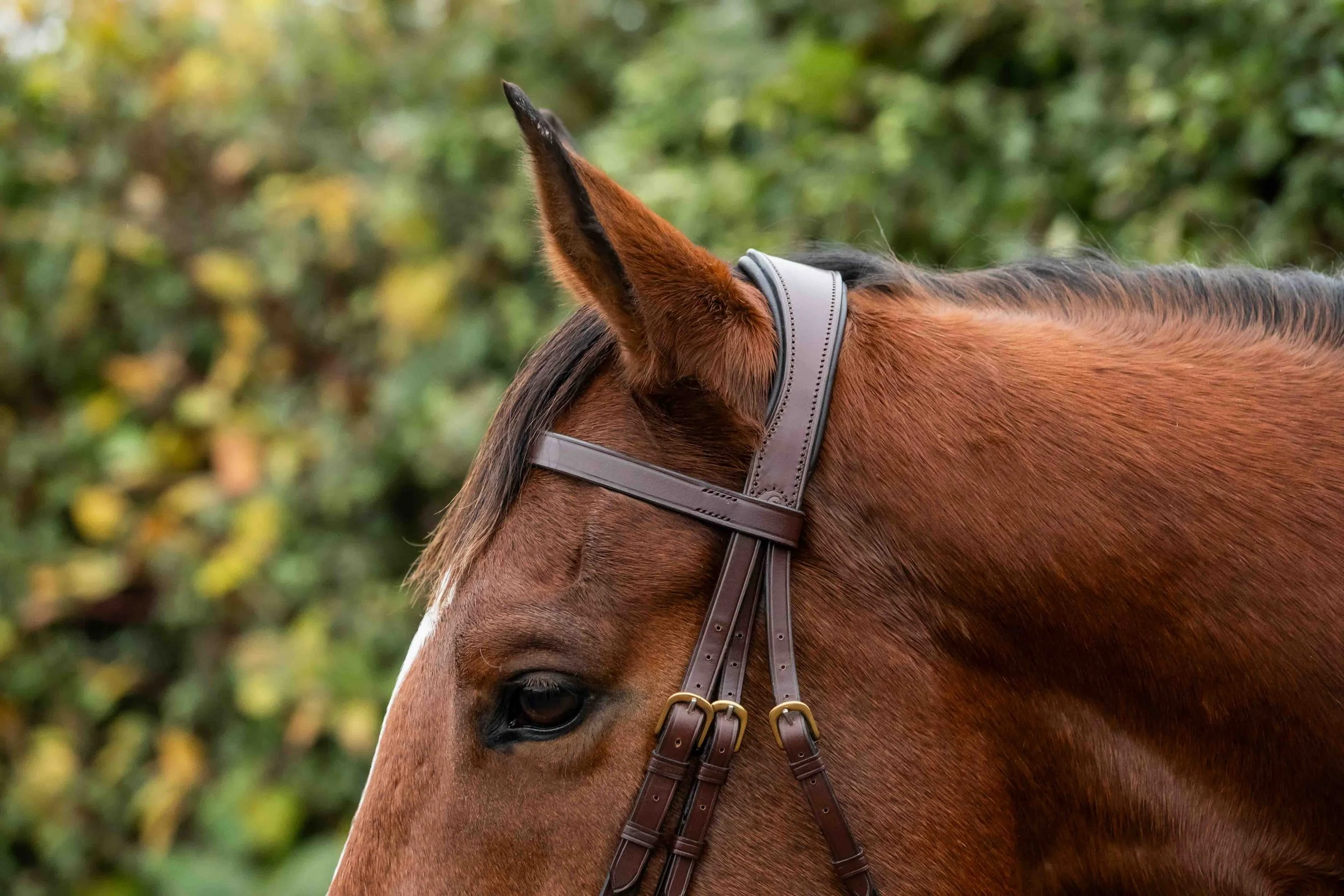 Flat Hunter  Browband