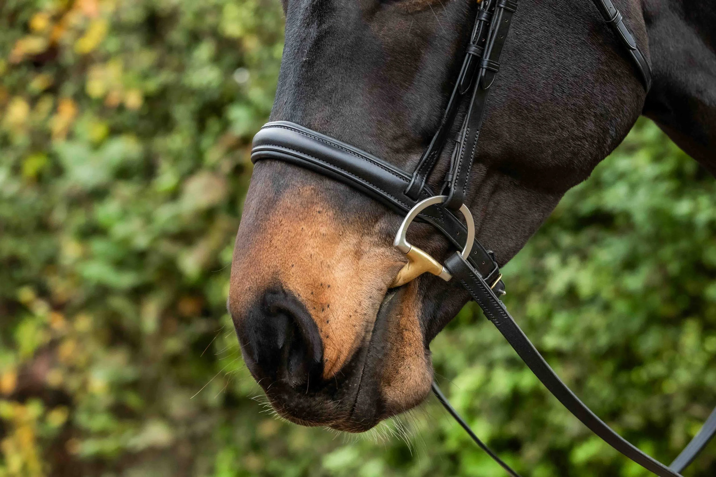 Padded Leather lined Classic-back Cavesson Noseband