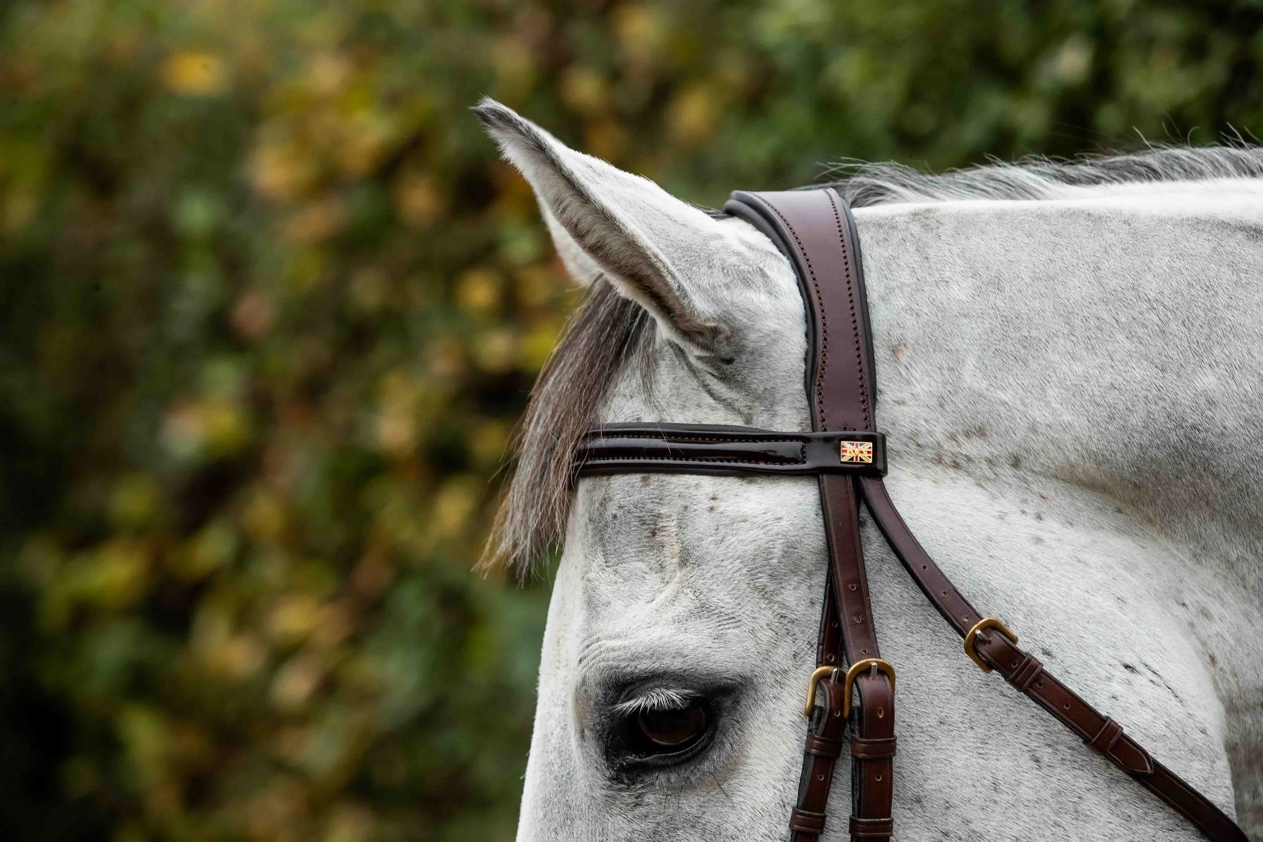 Close-up of a white horse wearing a brown leather Kate Negus bridle with a small Union Jack flag brand mark