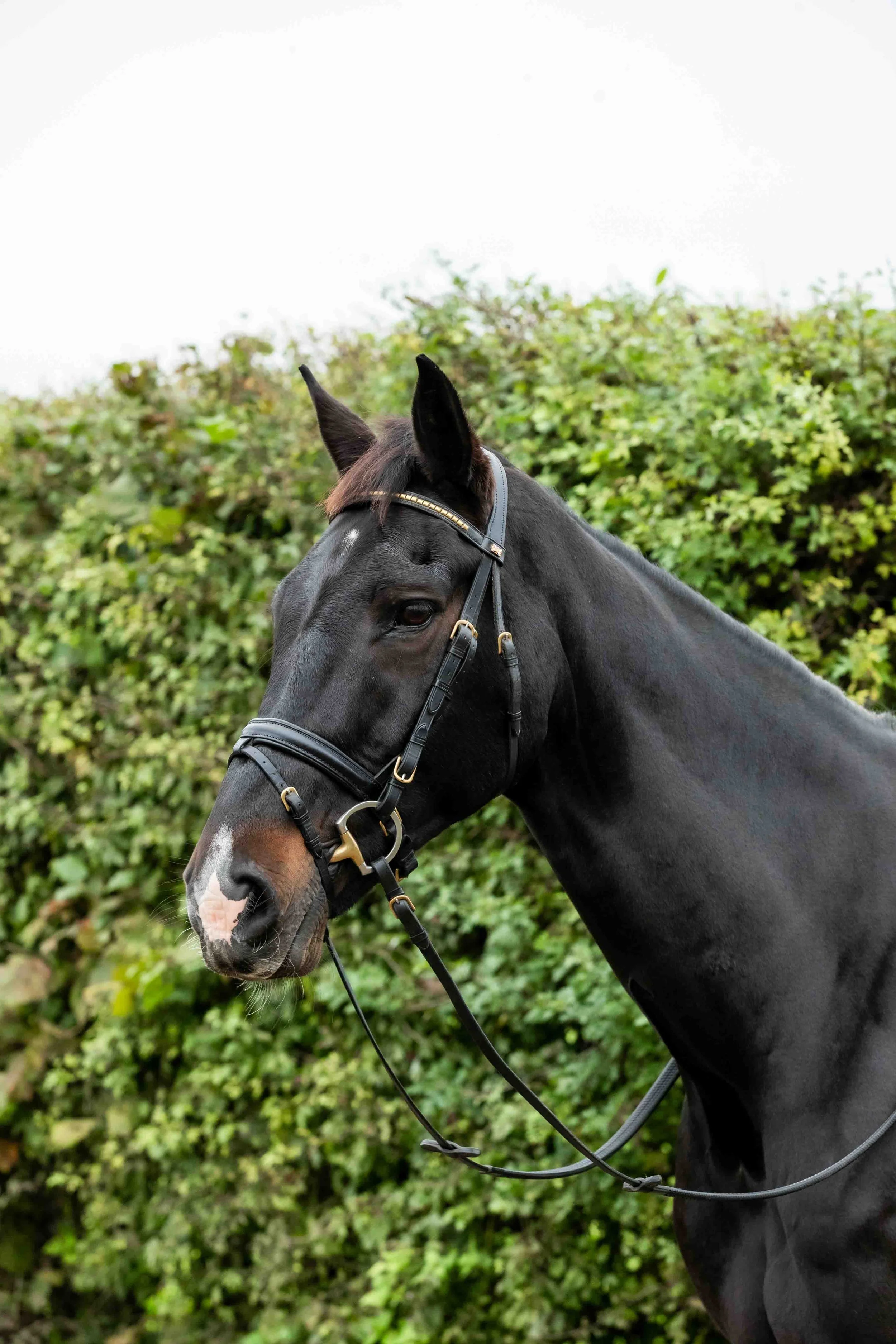 Brass Clincher Browband