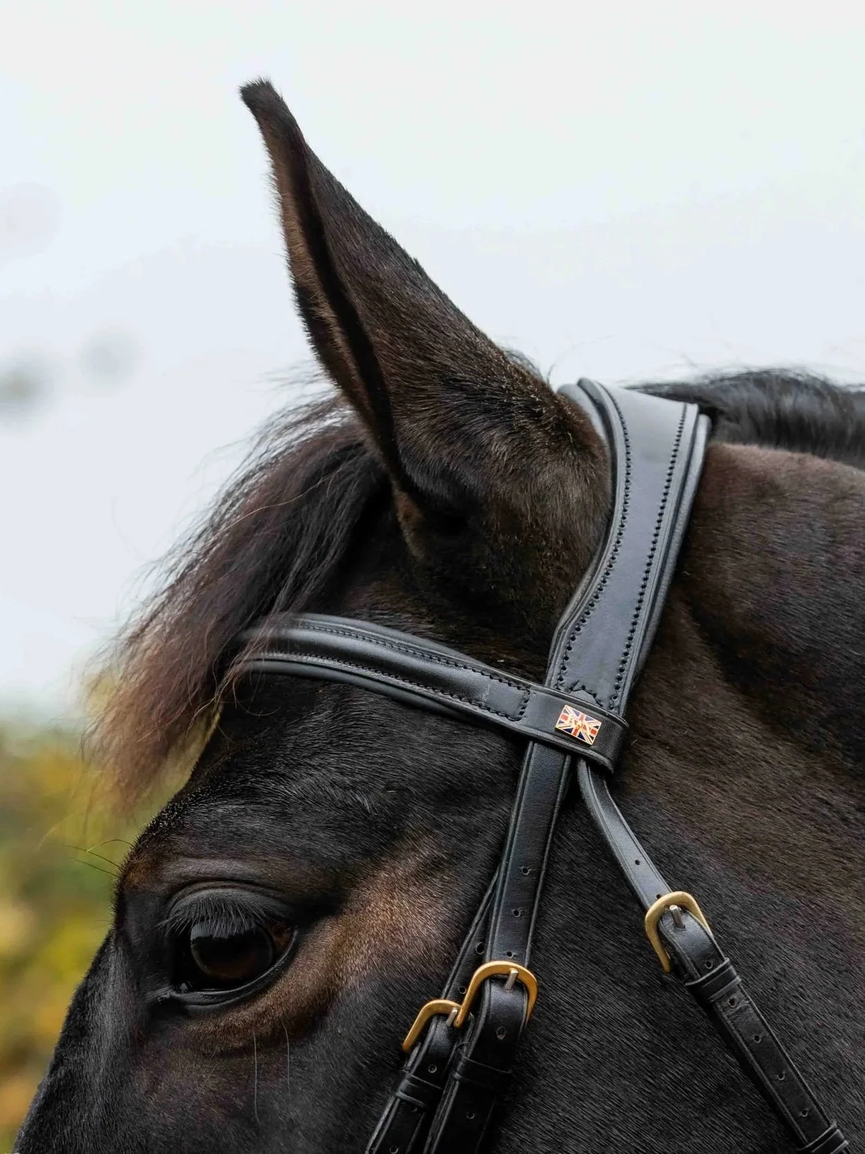 Close-up of a horse's head with a black leather Kate Negus bridle, showing the headpiece