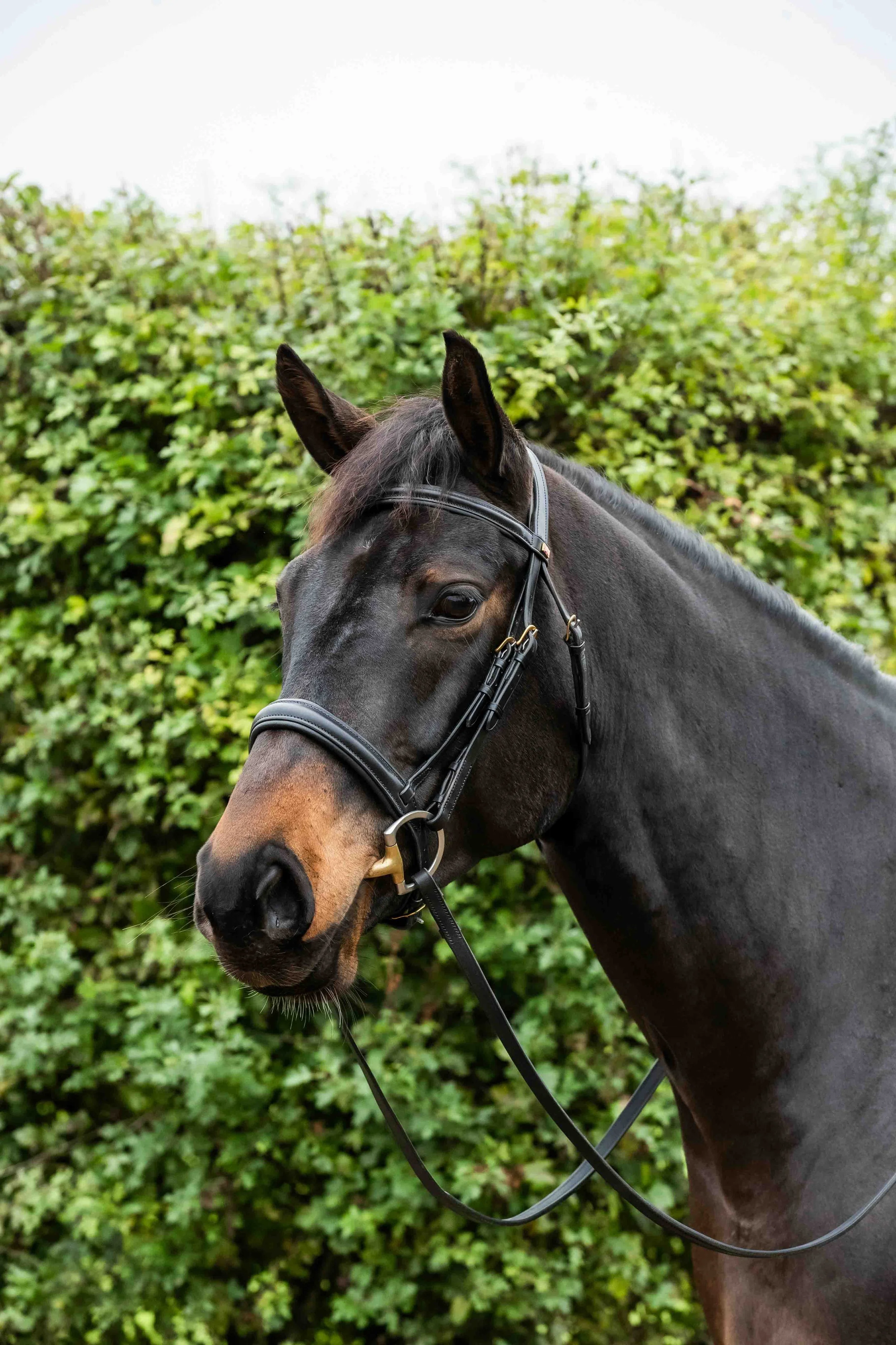 Dark horse with a black Kate Negus Cavesson bridle.