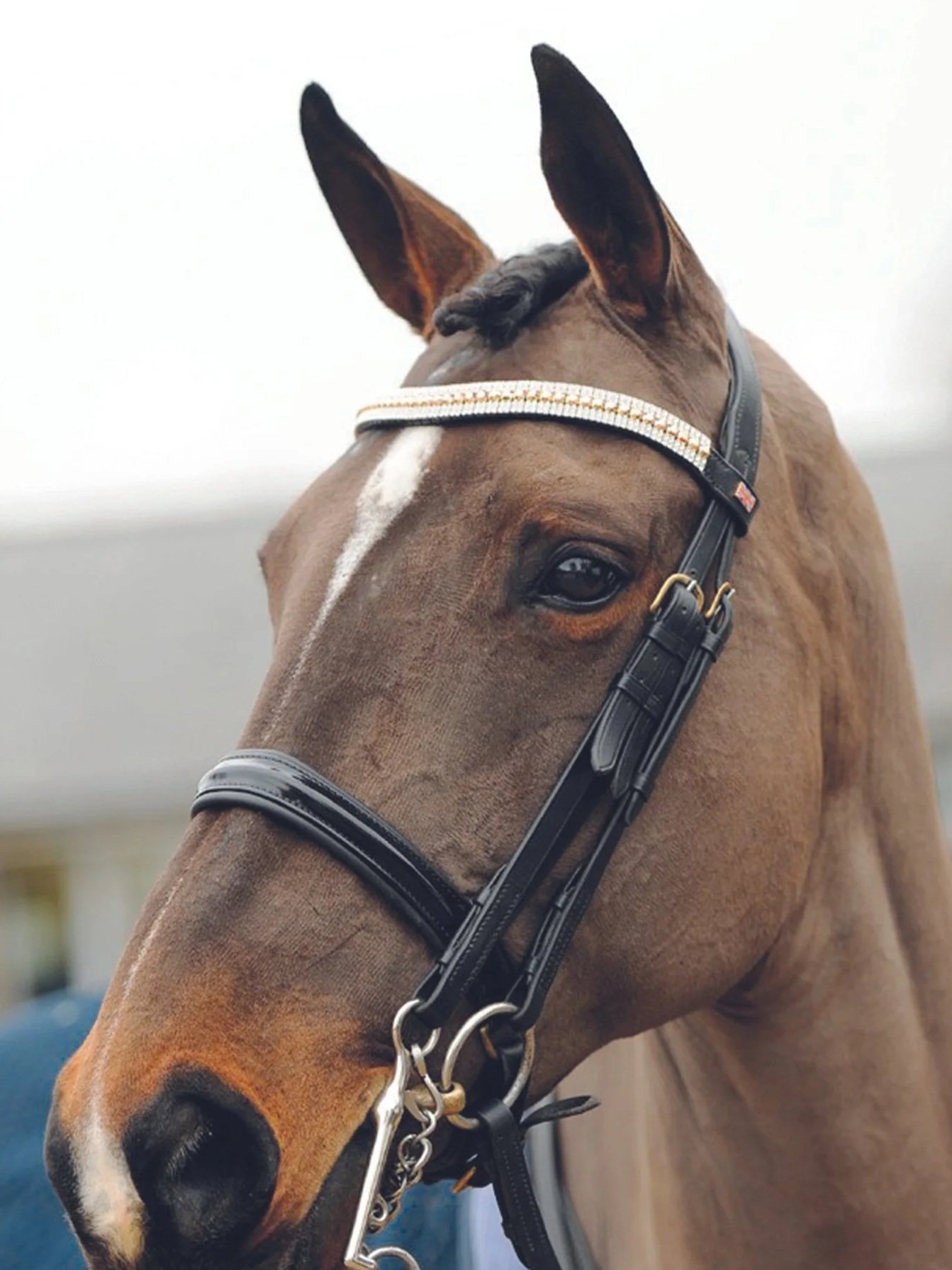Close-up of a brown Dressage horse, wearing a Kate Negus bridle and a cystal browband.