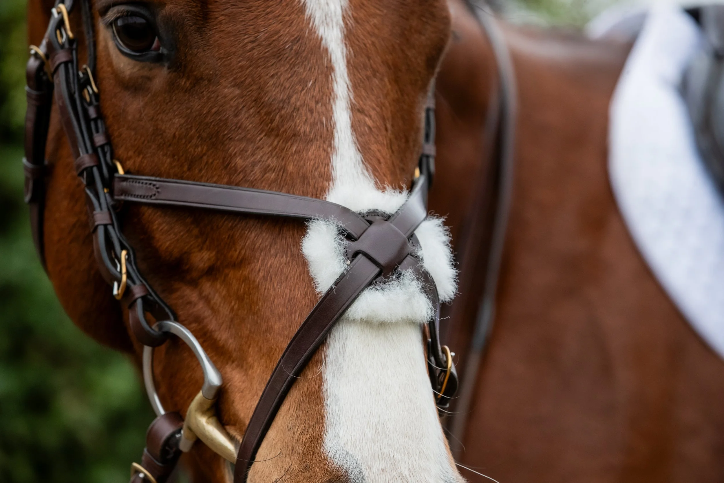 Close-up of a brown horse's face wearing a Kate Negus leather grackle bridle