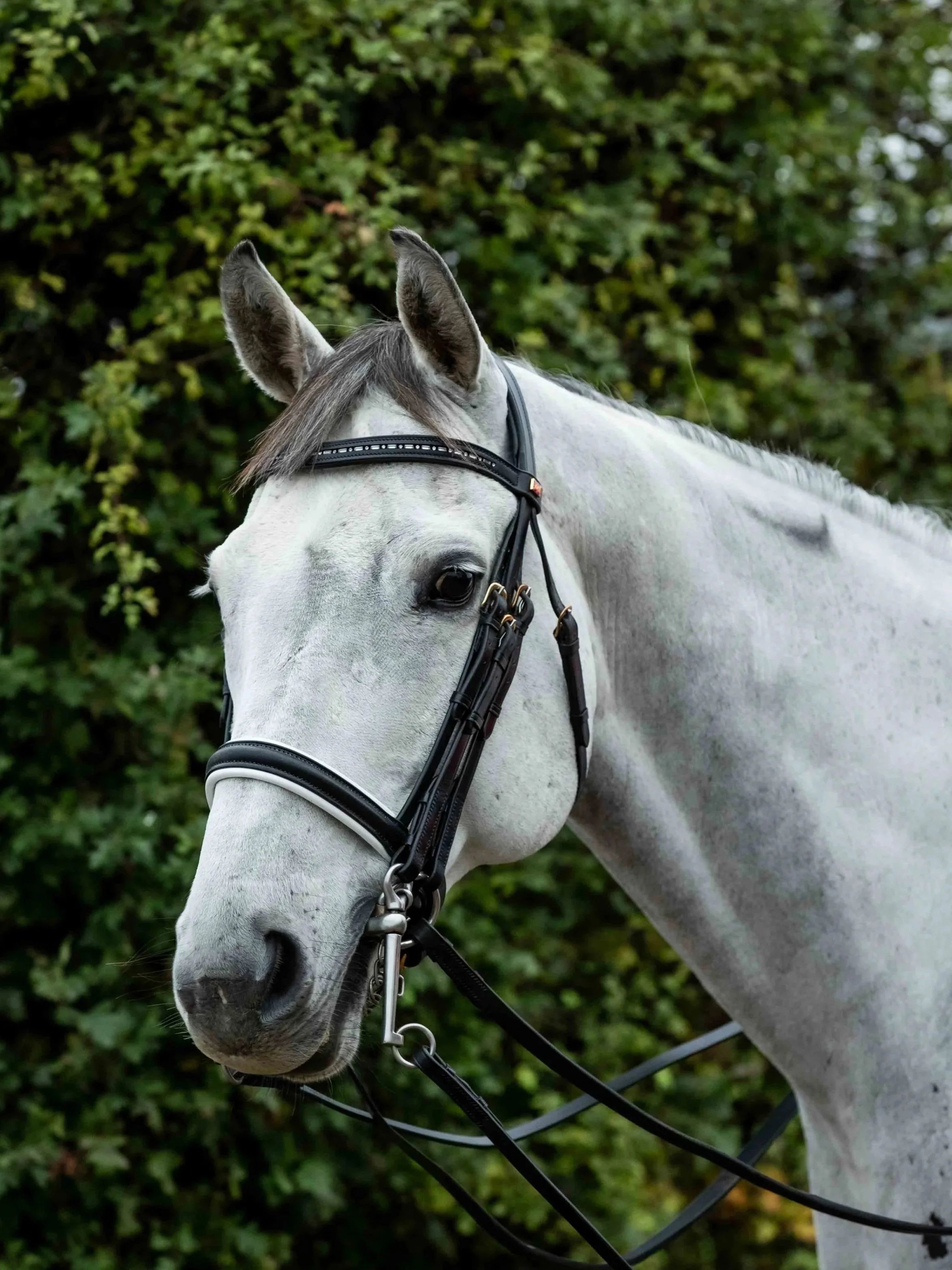 A grey horse with a Premium Kate Negus Double Bridle on