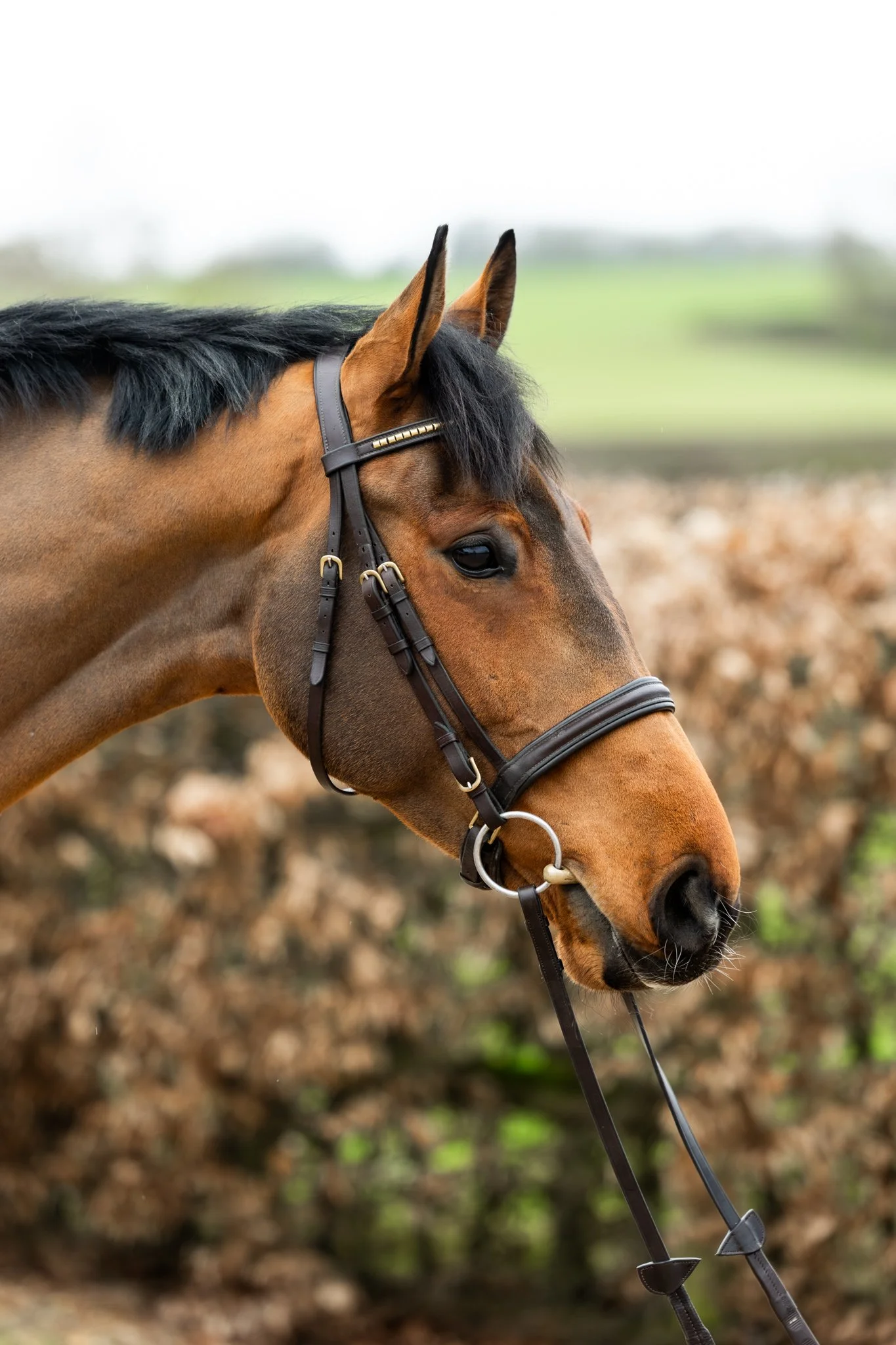 Brown horse with black mane wearing a premium Kate Negus bridle.