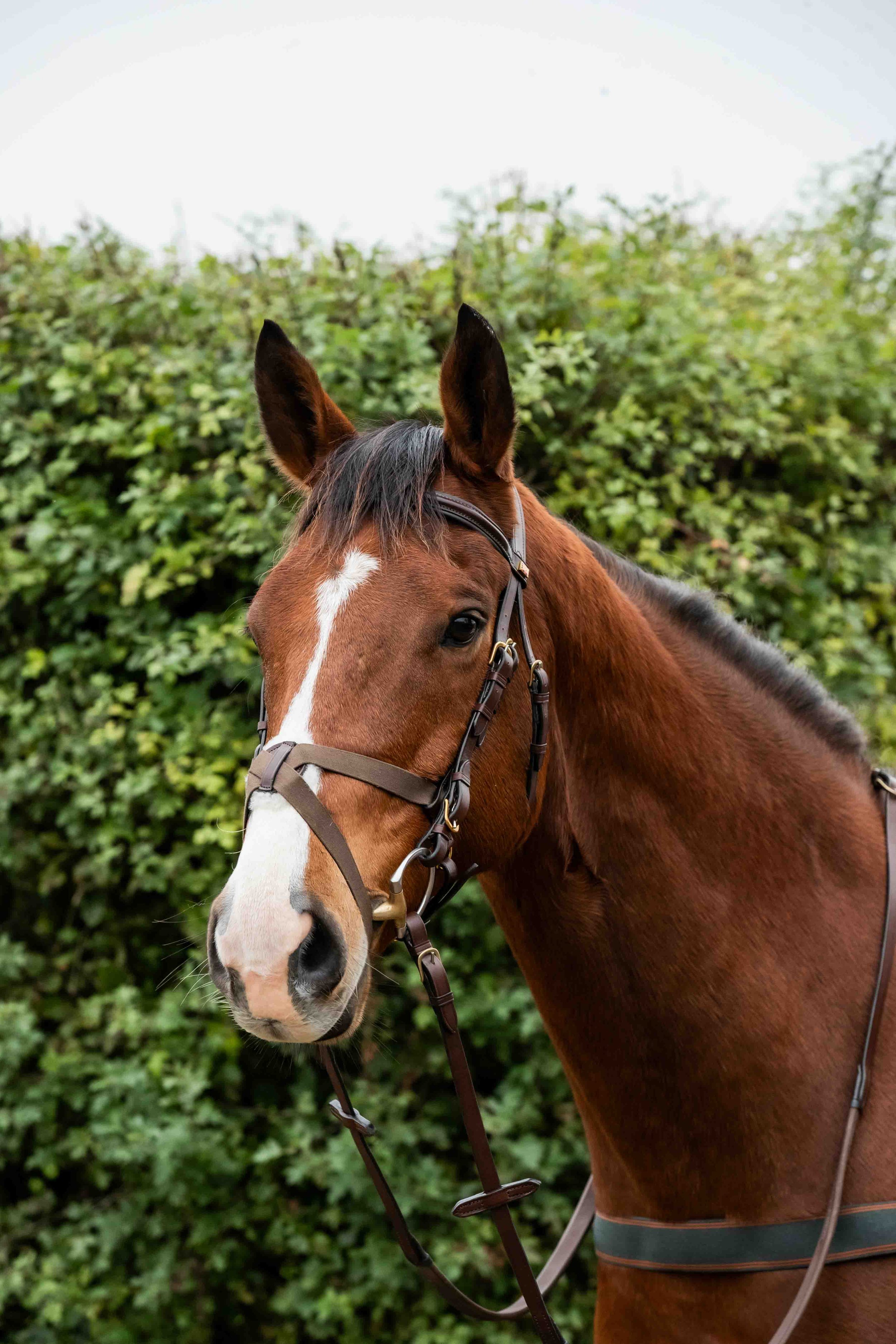 Horse wearing at Kate Negus Elasticated Grackle Bridle
