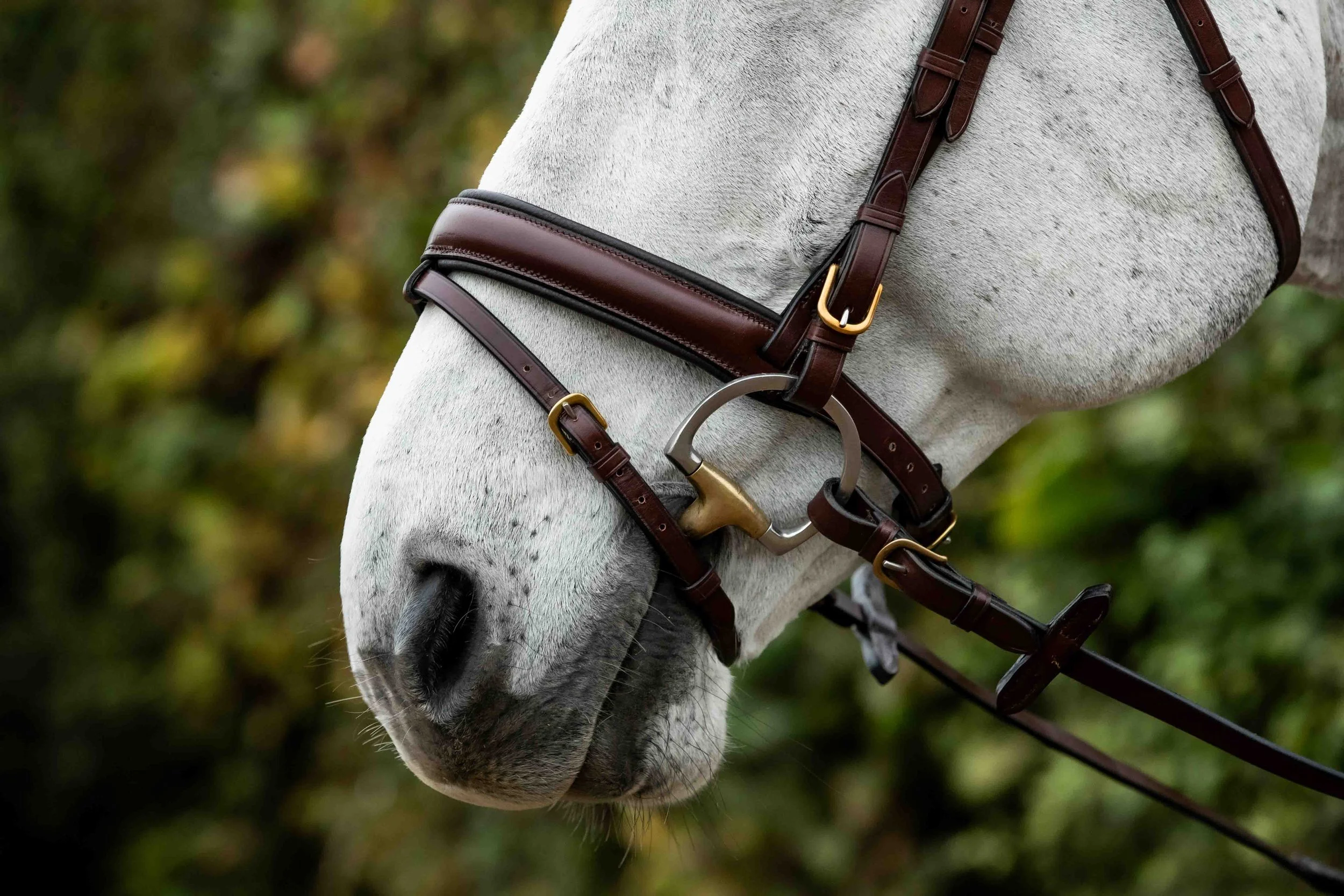 Padded Leather lined Classic-back Flash Noseband
