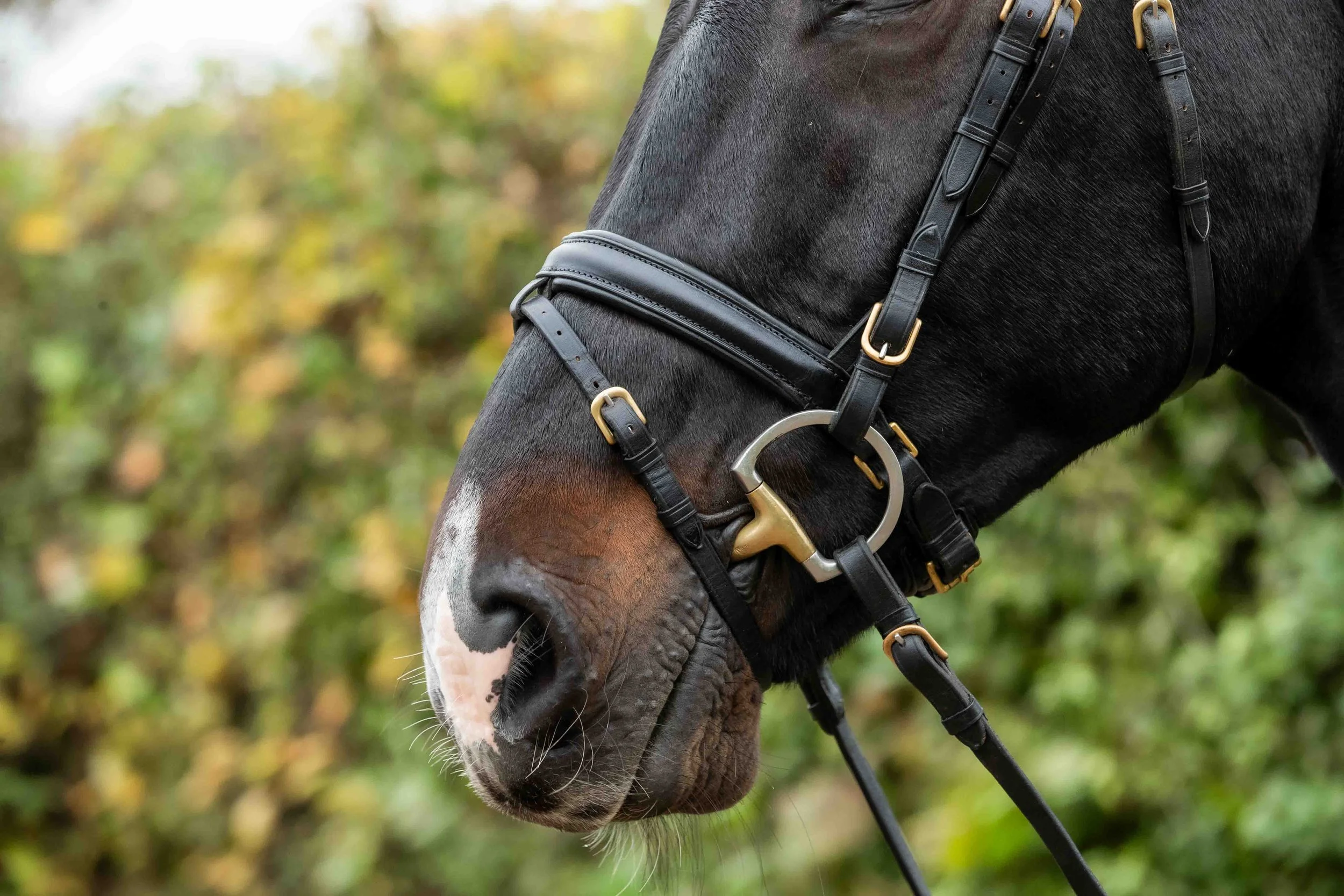 Padded Leather lined pull-back Flash Noseband