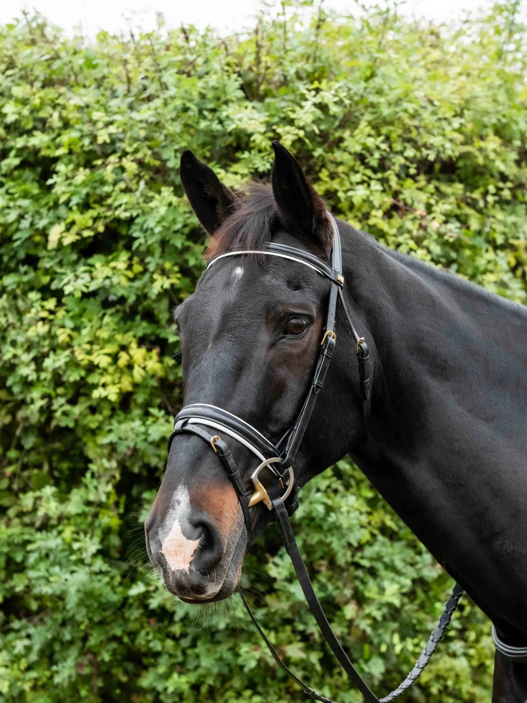 A black horse with a Kate Negus Flash bridle, with white leather detailing