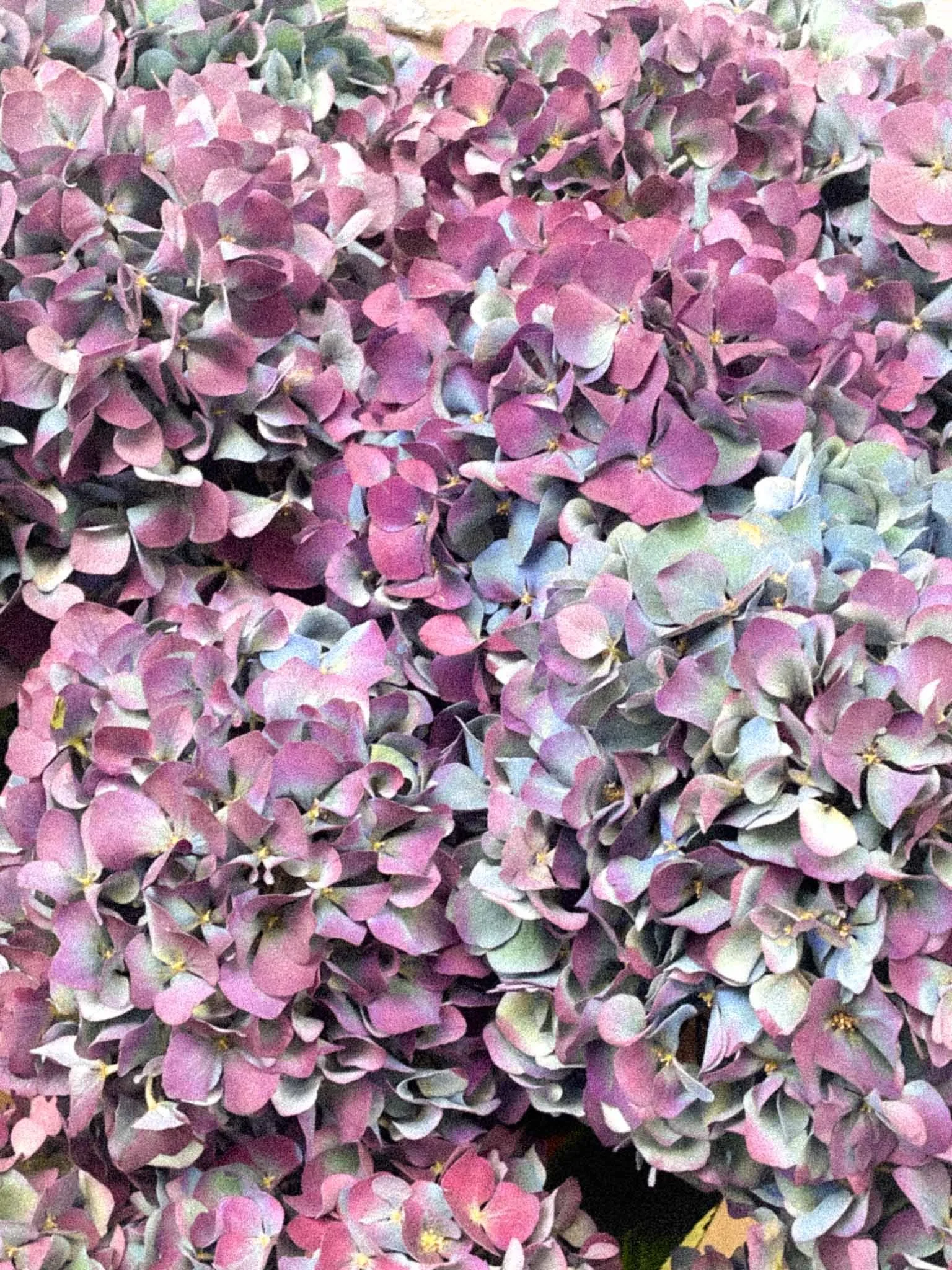 A dense cluster of pink and purple hydrangea flowers.