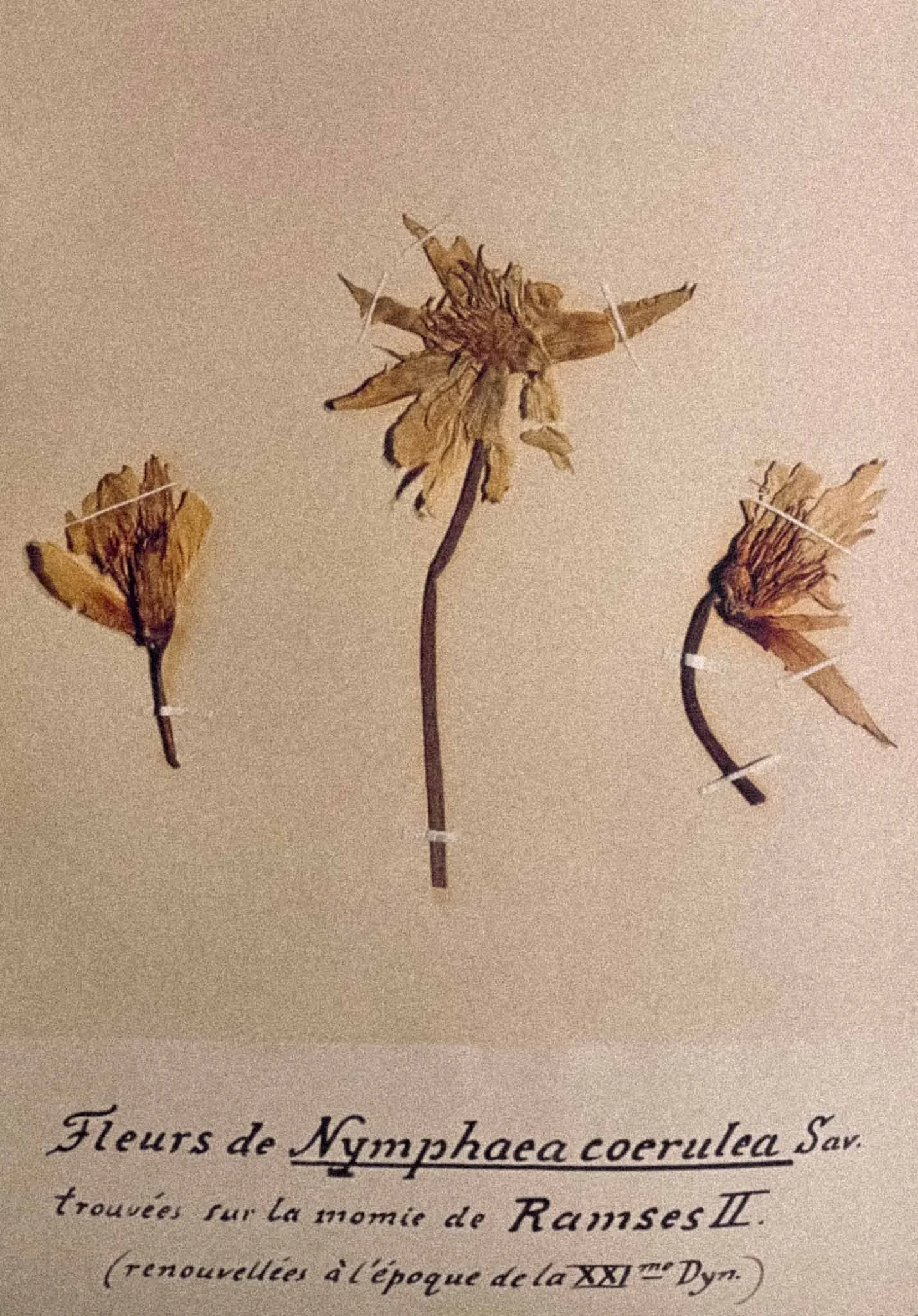 Dried pressed flowers, including three with visible stems and petals. The flowers are attached with small white bands. There is a partially visible line of cursive text underneath the flowers.