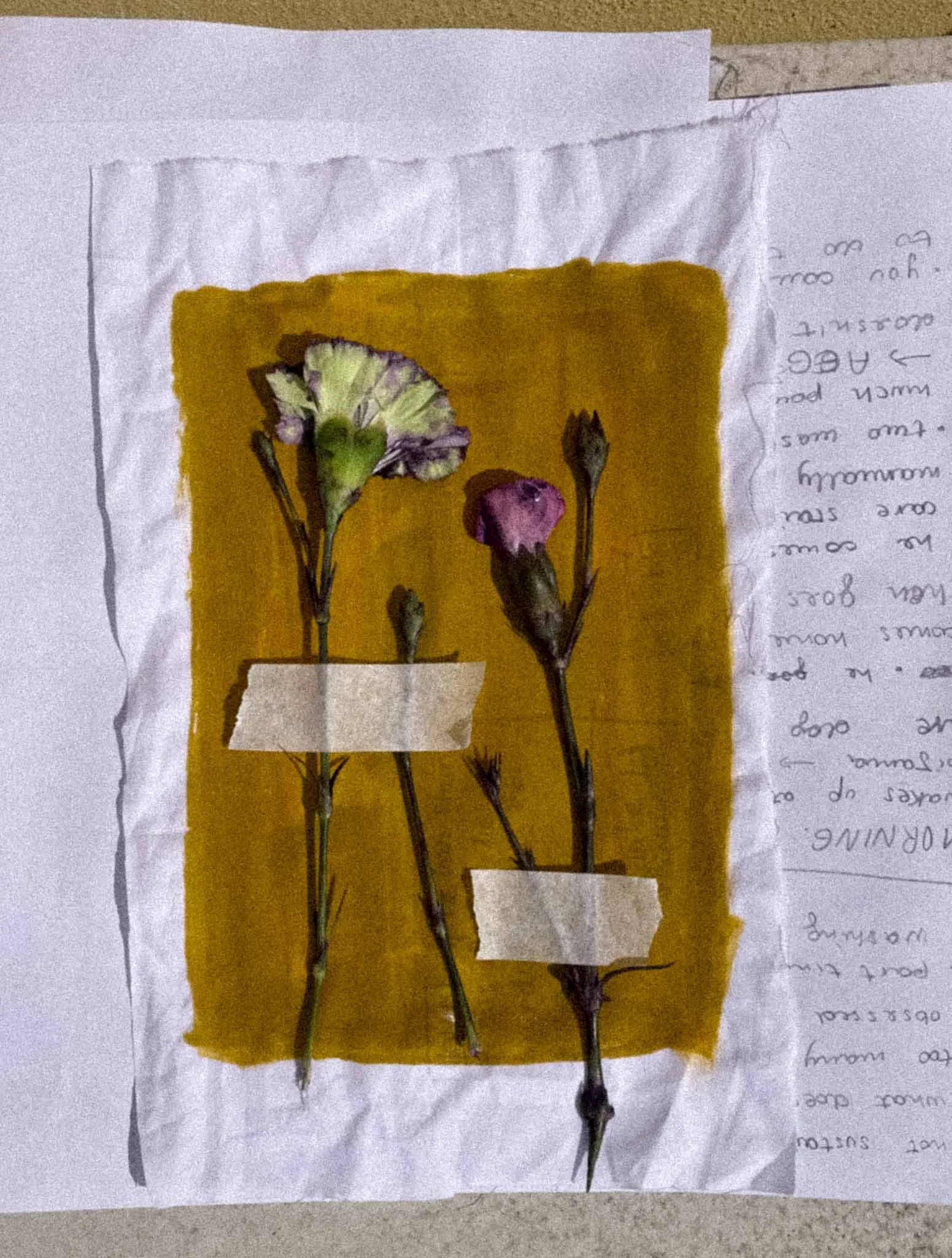 Collection of pressed flowers on a yellow background with handwritten notes in the background.