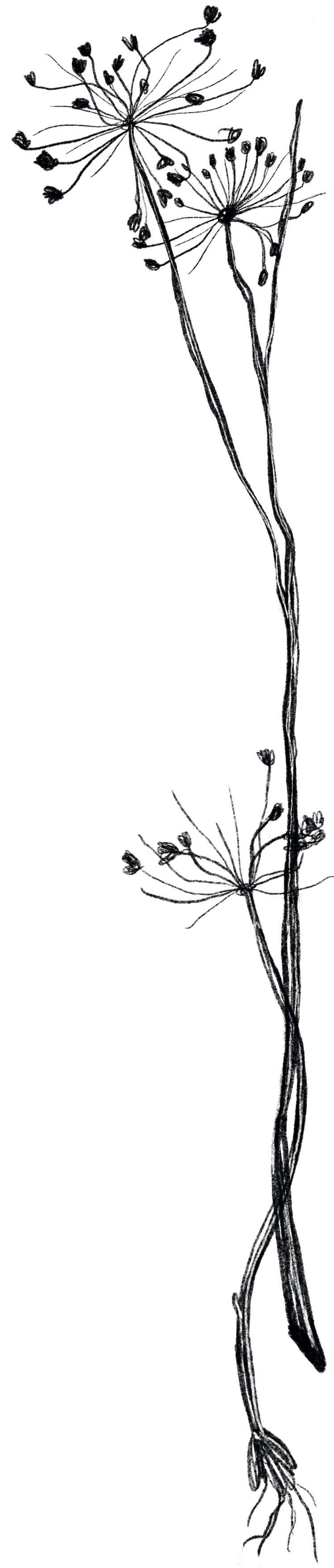 Outline of delicate dandelion flowers and seed heads against a black background.