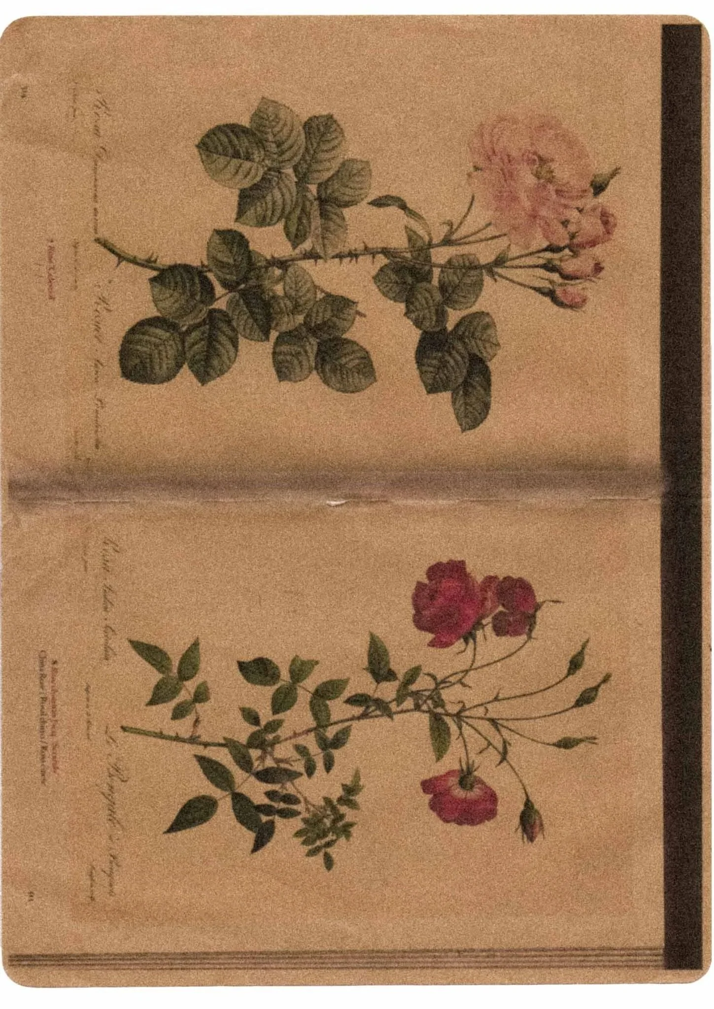 Illustration of pink and red flowers with green leaves on a vintage botanical print background.