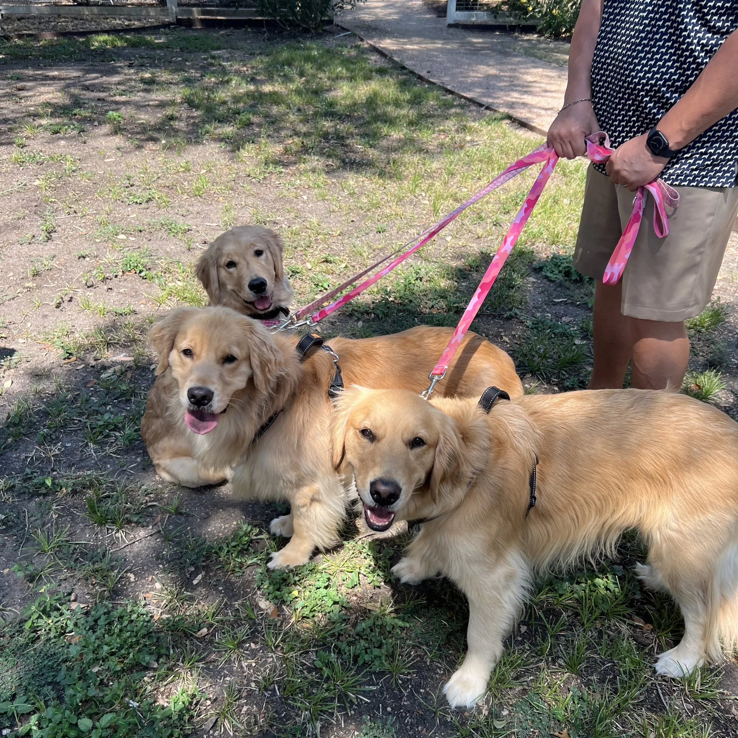A person holding pink patterned leashes standing in a grassy yard with four golden retriever puppies, some looking at the camera and others facing away, with a concrete path and garden in the background.