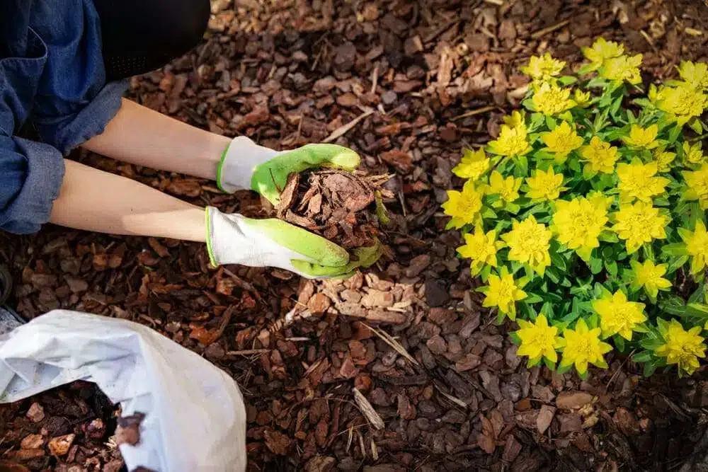 Person planting a yellow flowering plant in brown mulch, wearing gardening gloves.