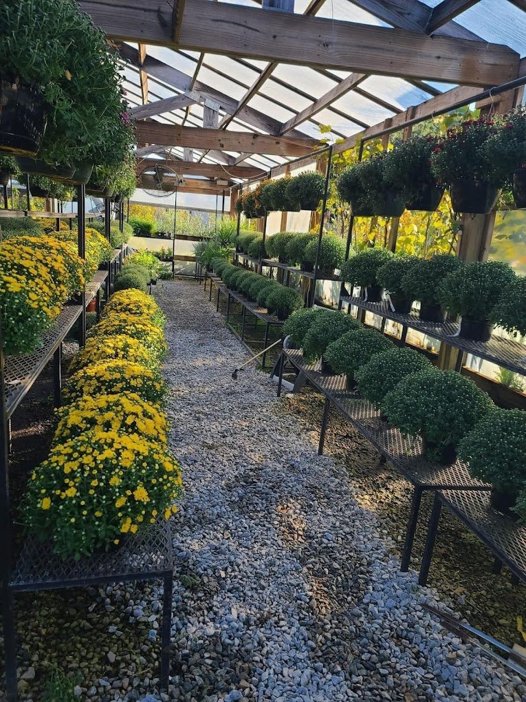 Inside a greenhouse with metal shelves holding potted yellow flowers and green plants, gravel pathway, and wooden roof structure with transparent panels.