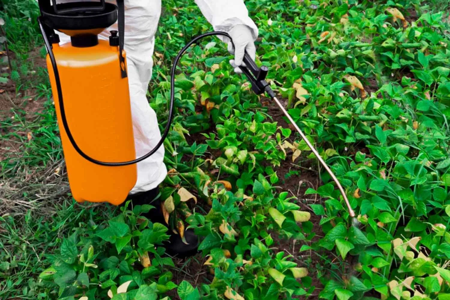 Person spraying pesticide on green plants in a garden using a yellow backpack sprayer.