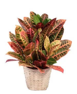 Colorful croton plant with variegated leaves in a white woven basket