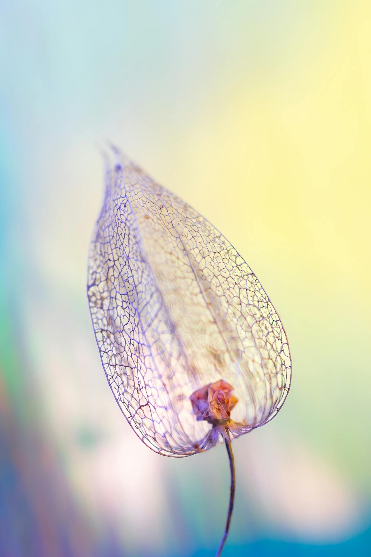 Transparent leaf with purple veins